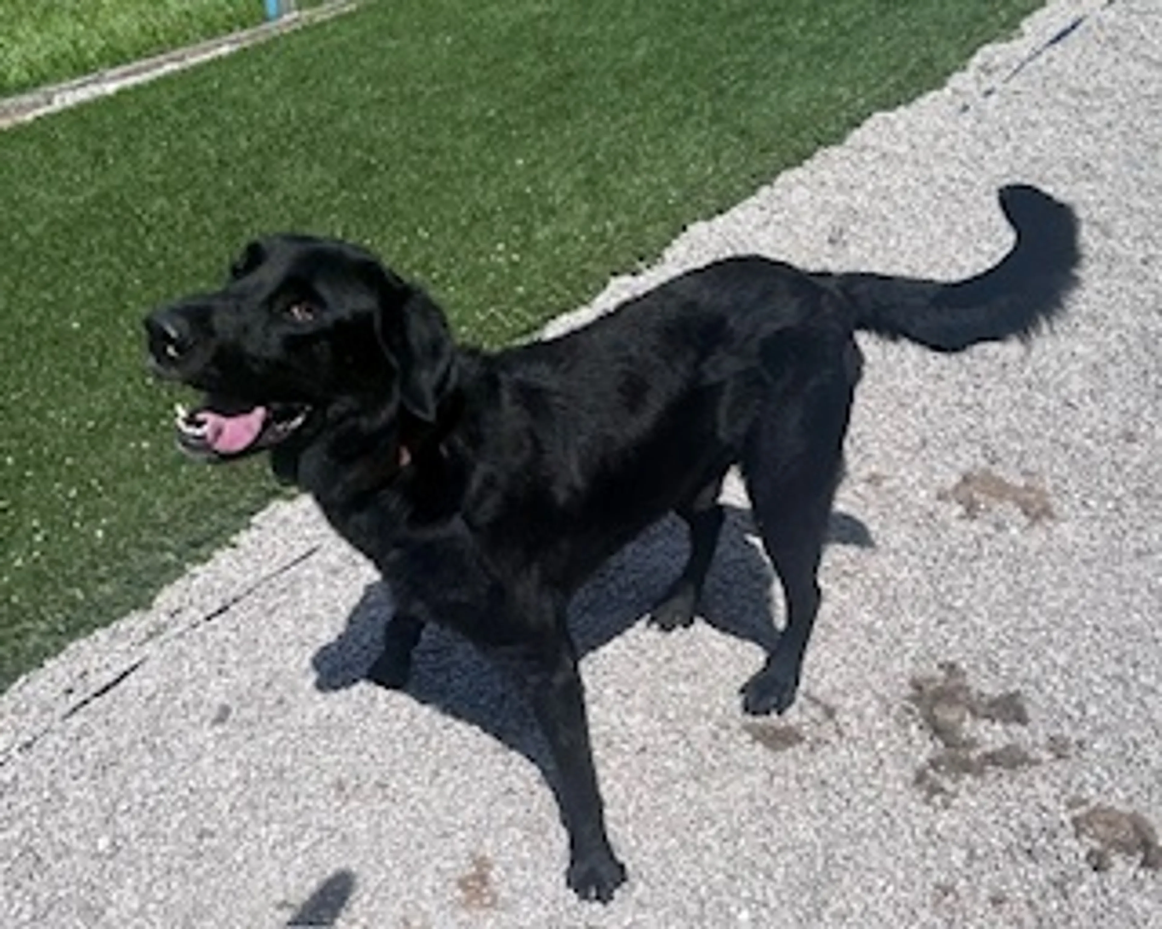 Found pet-1