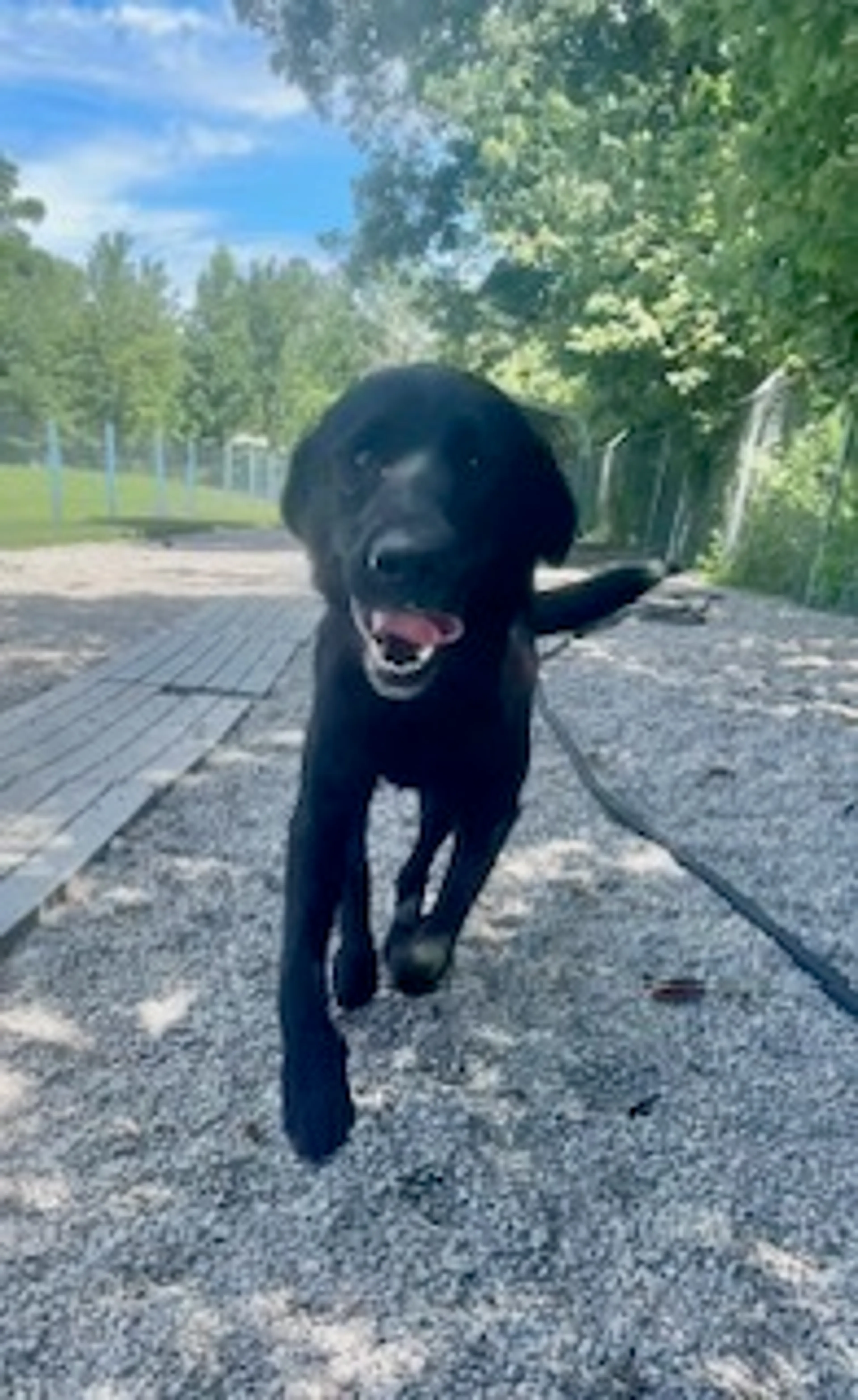 Found pet-2