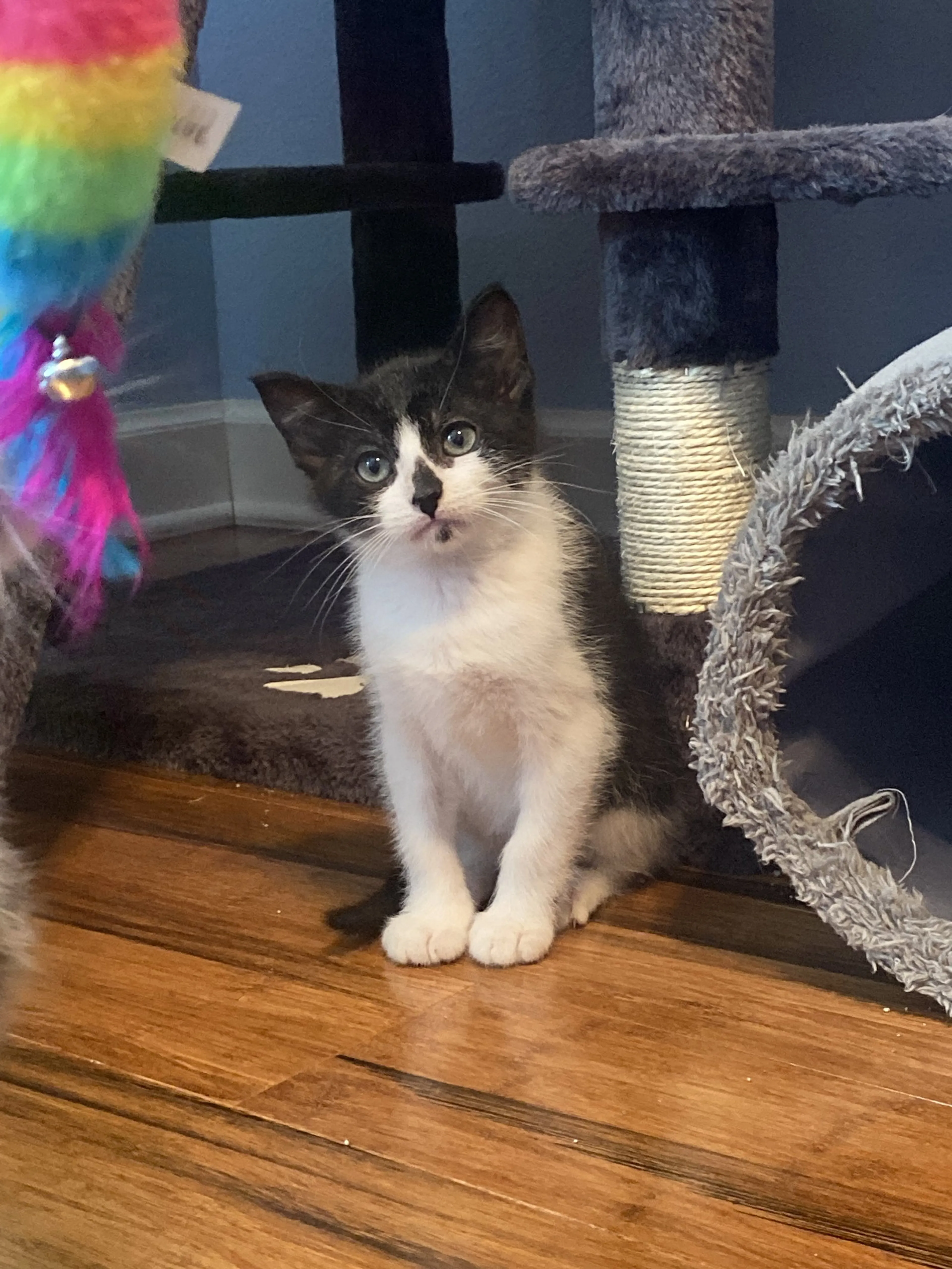 Found pet-5