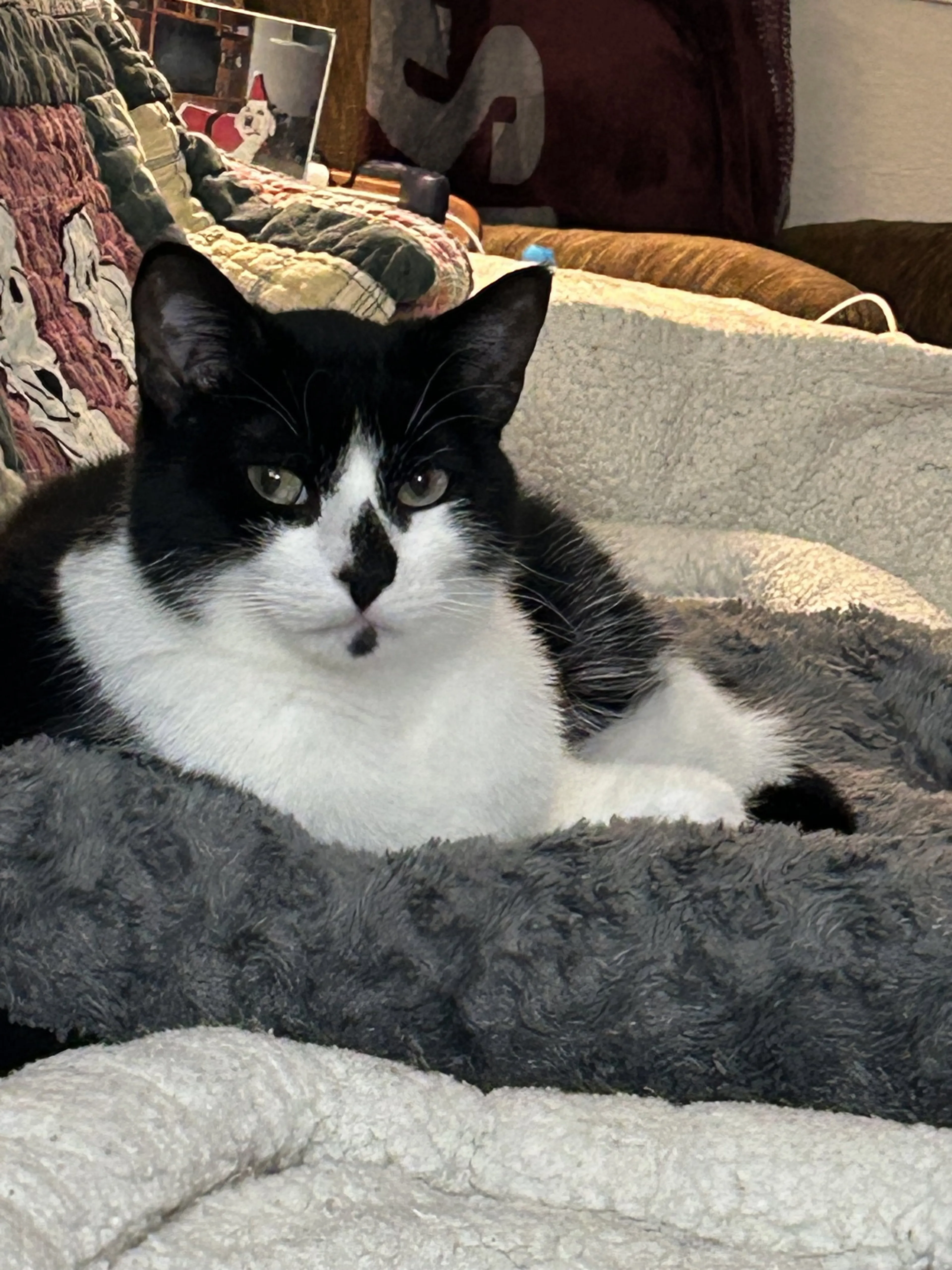 Found pet-1