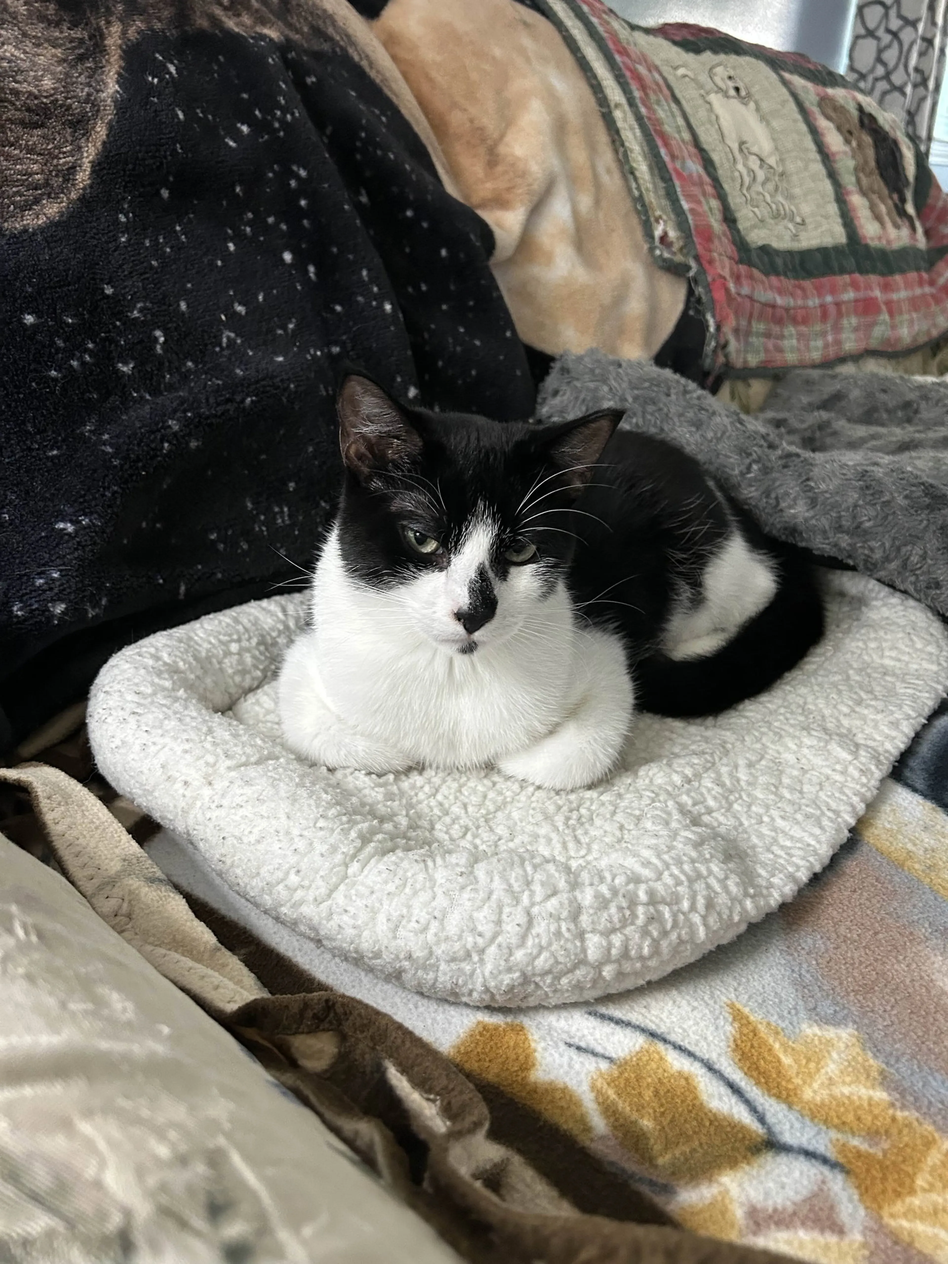Found pet-3