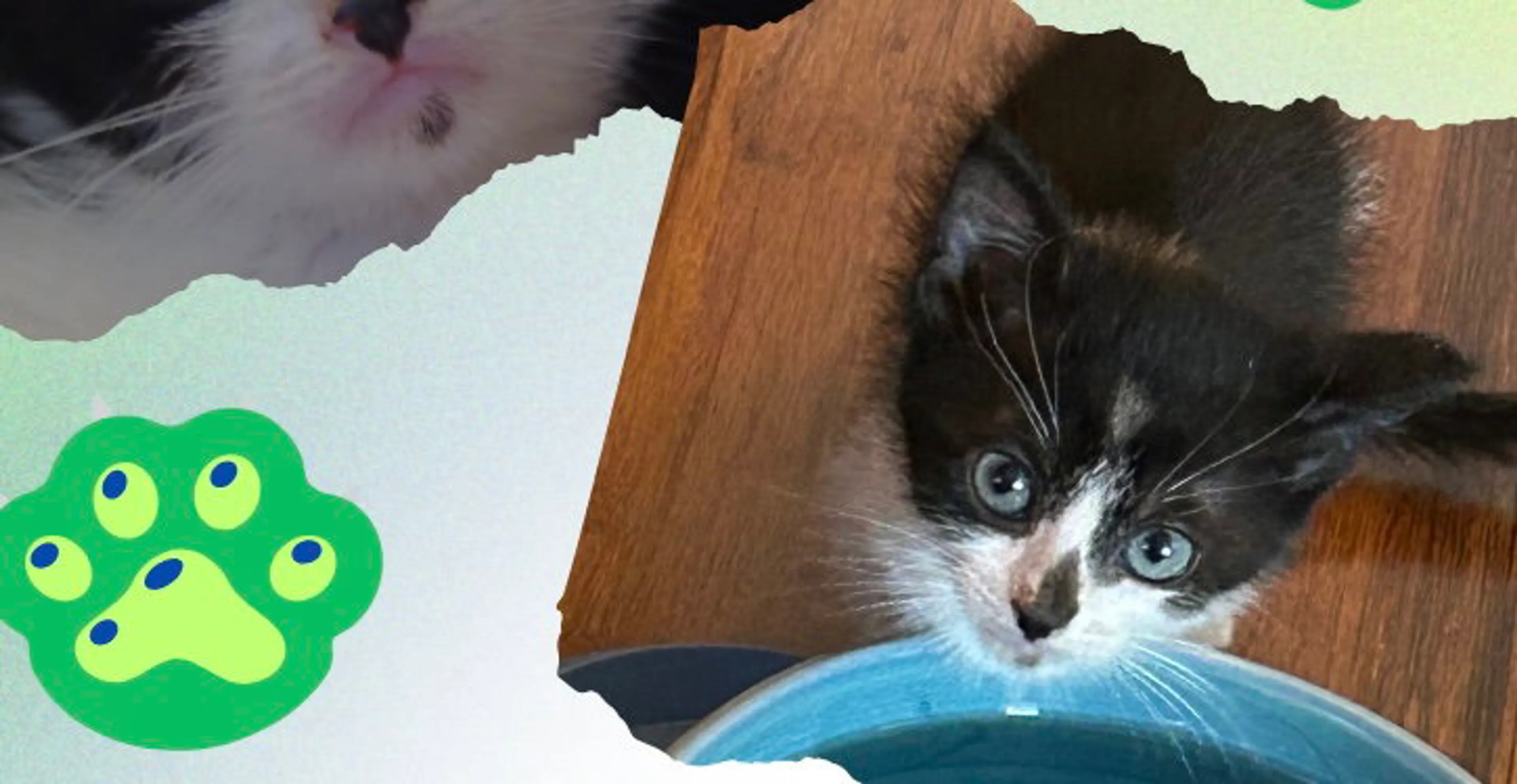 Found pet-7