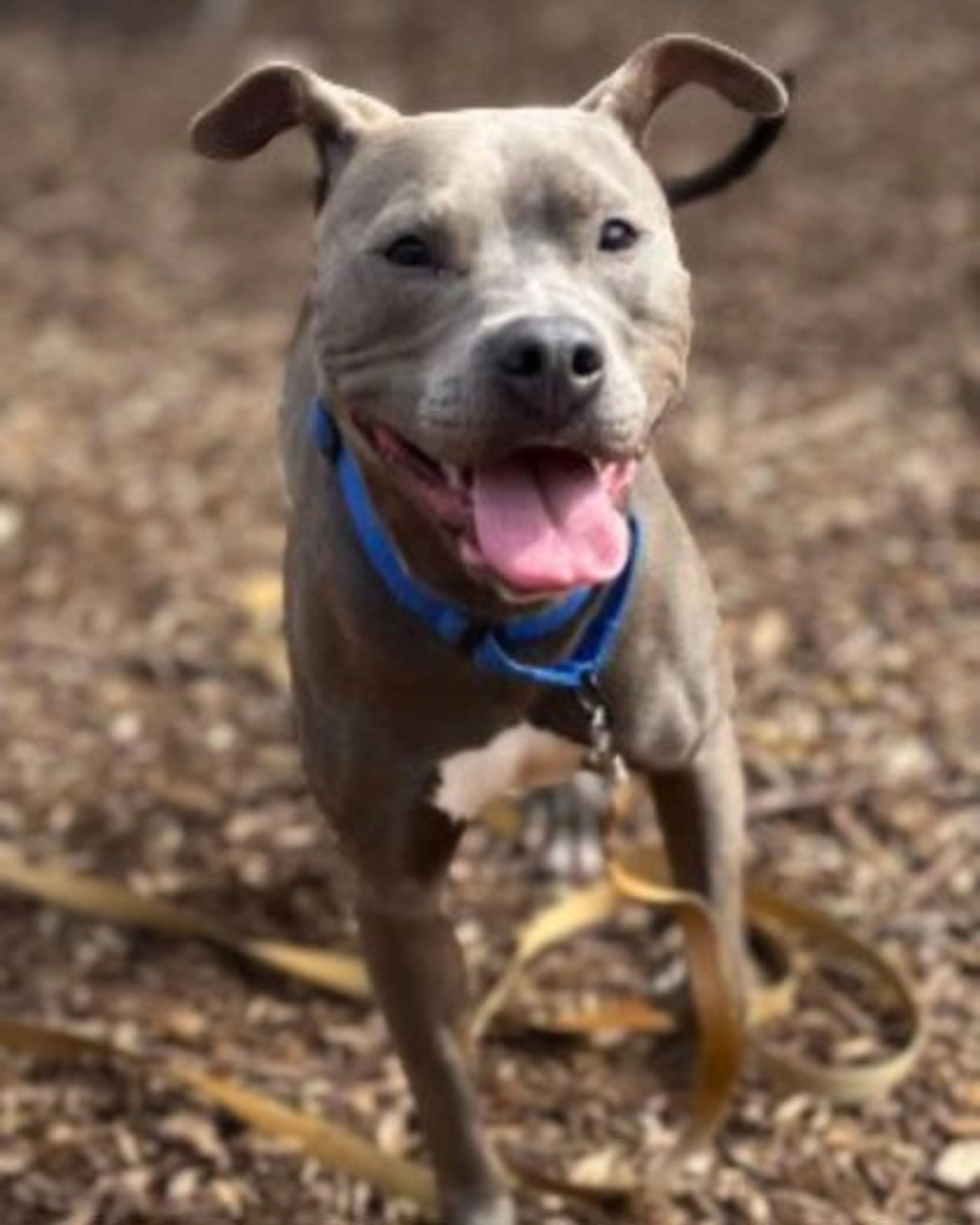Found pet-0
