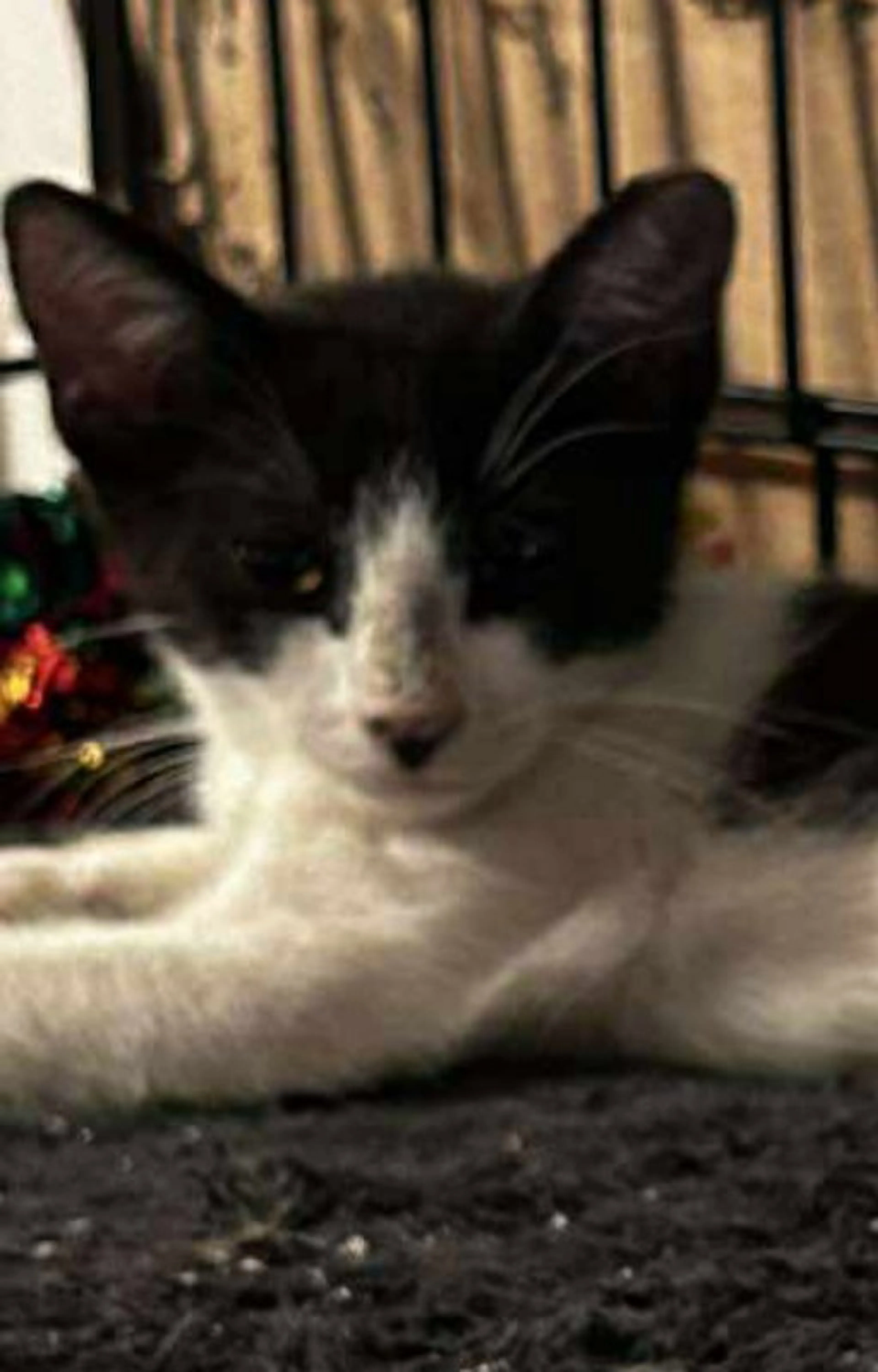 Found pet-2