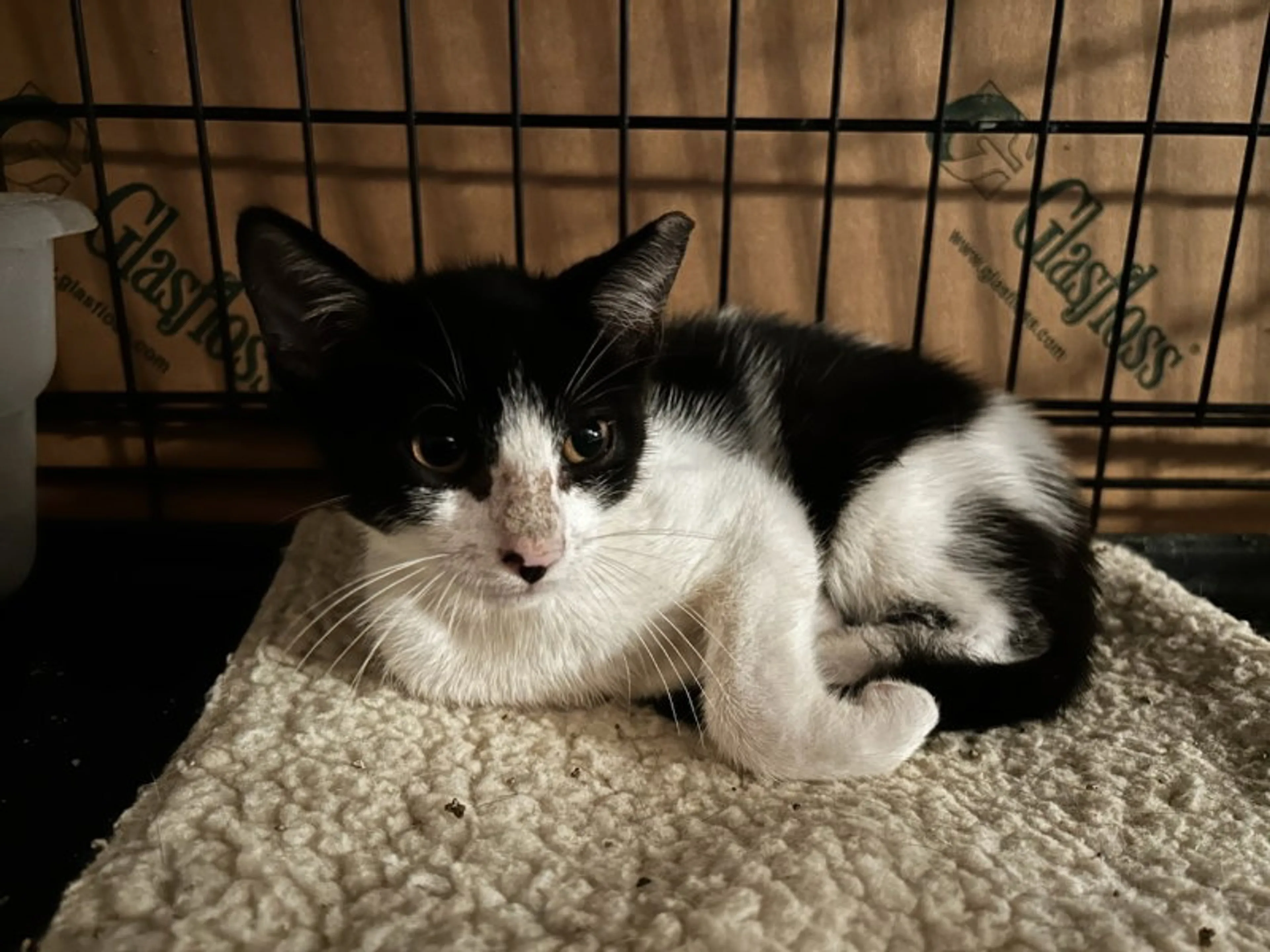 Found pet-1