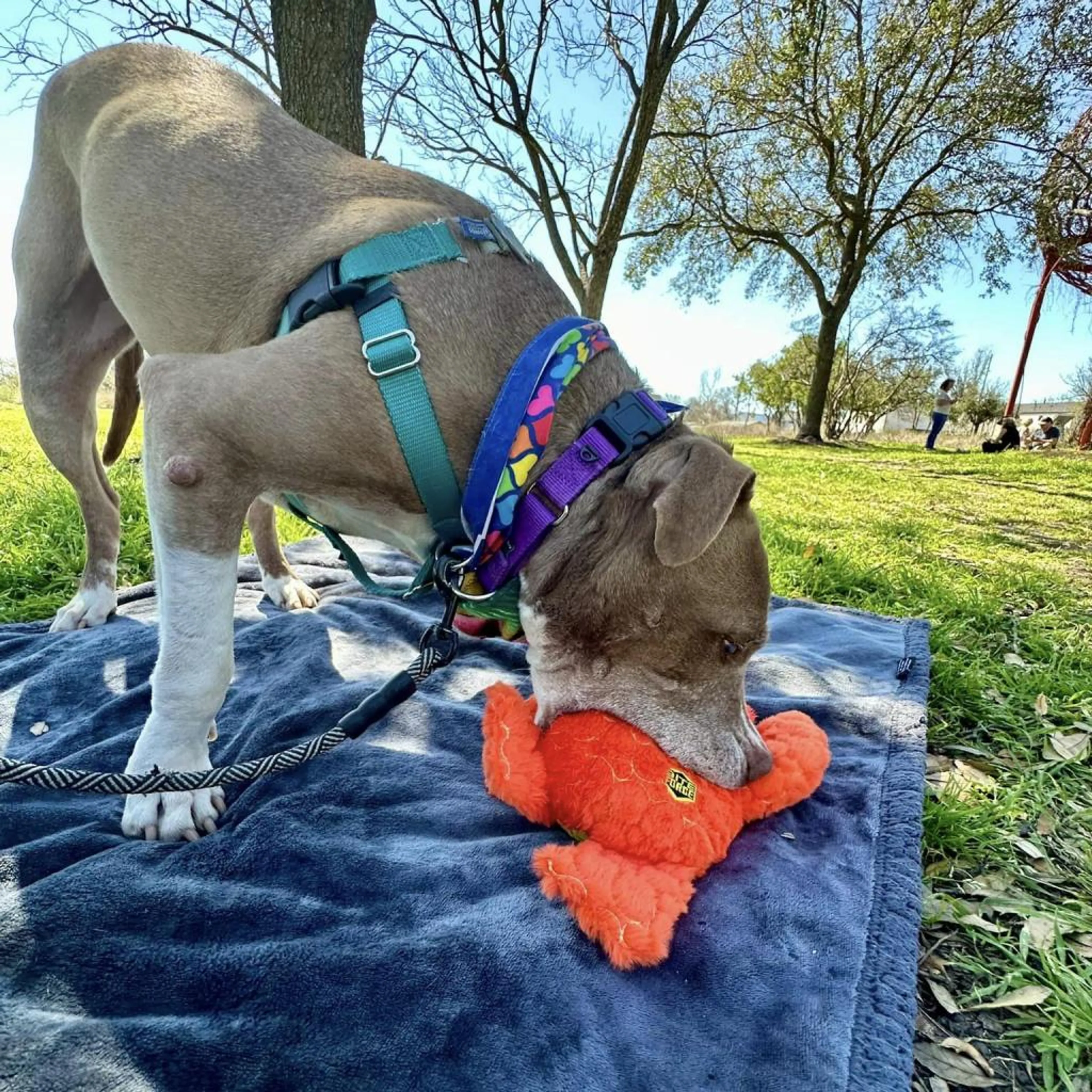 Found pet-7