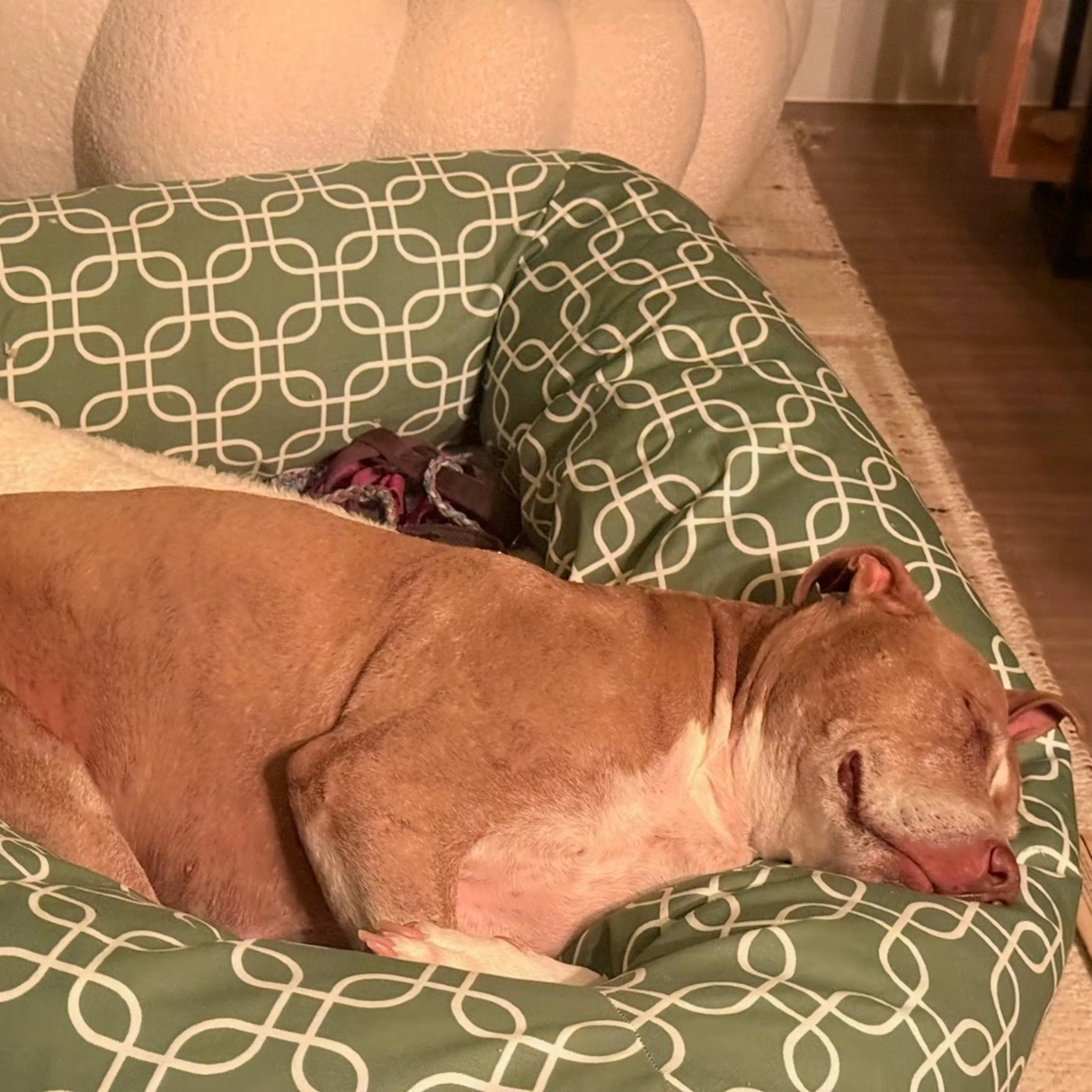 Found pet-18