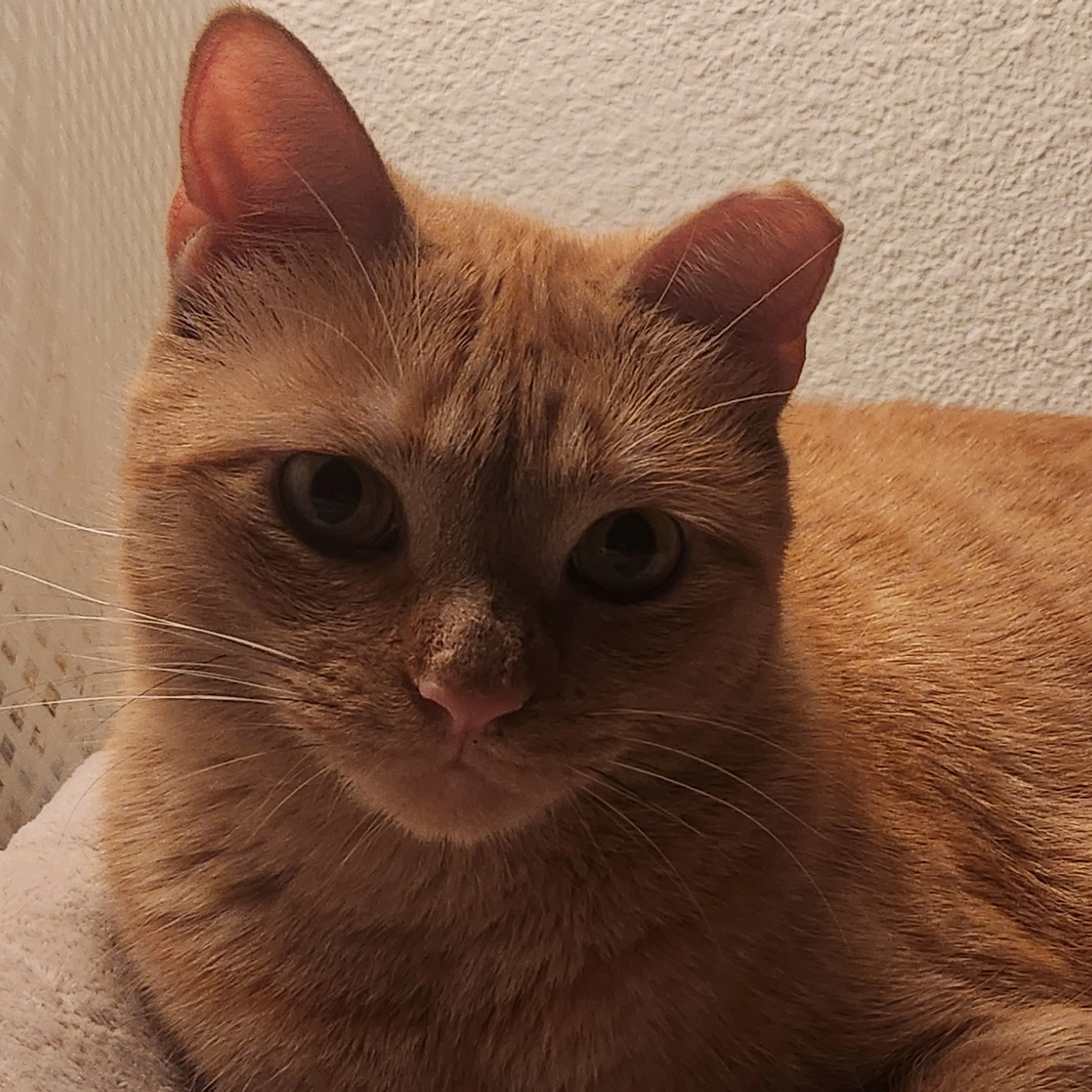 Lost pet-2
