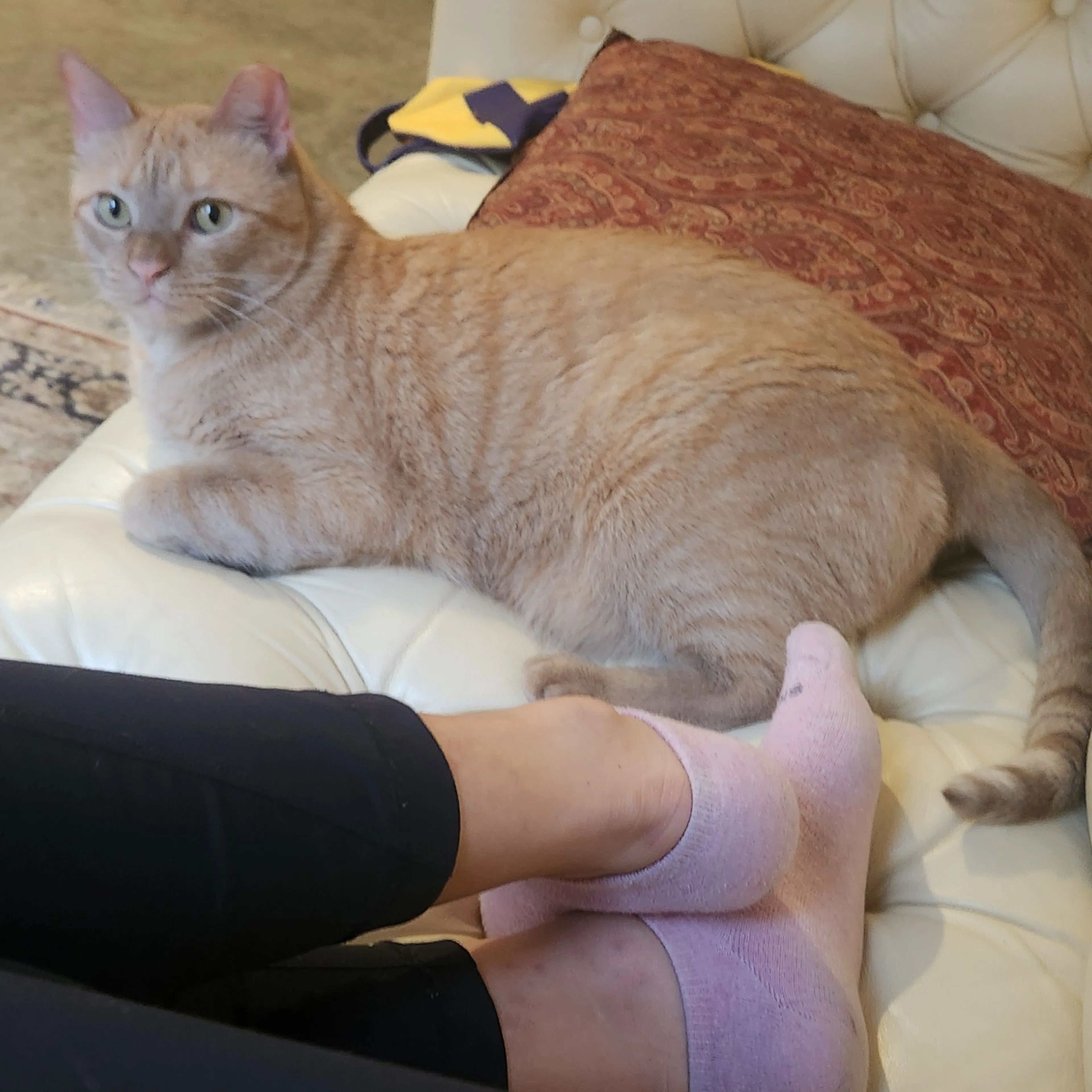Lost pet-1