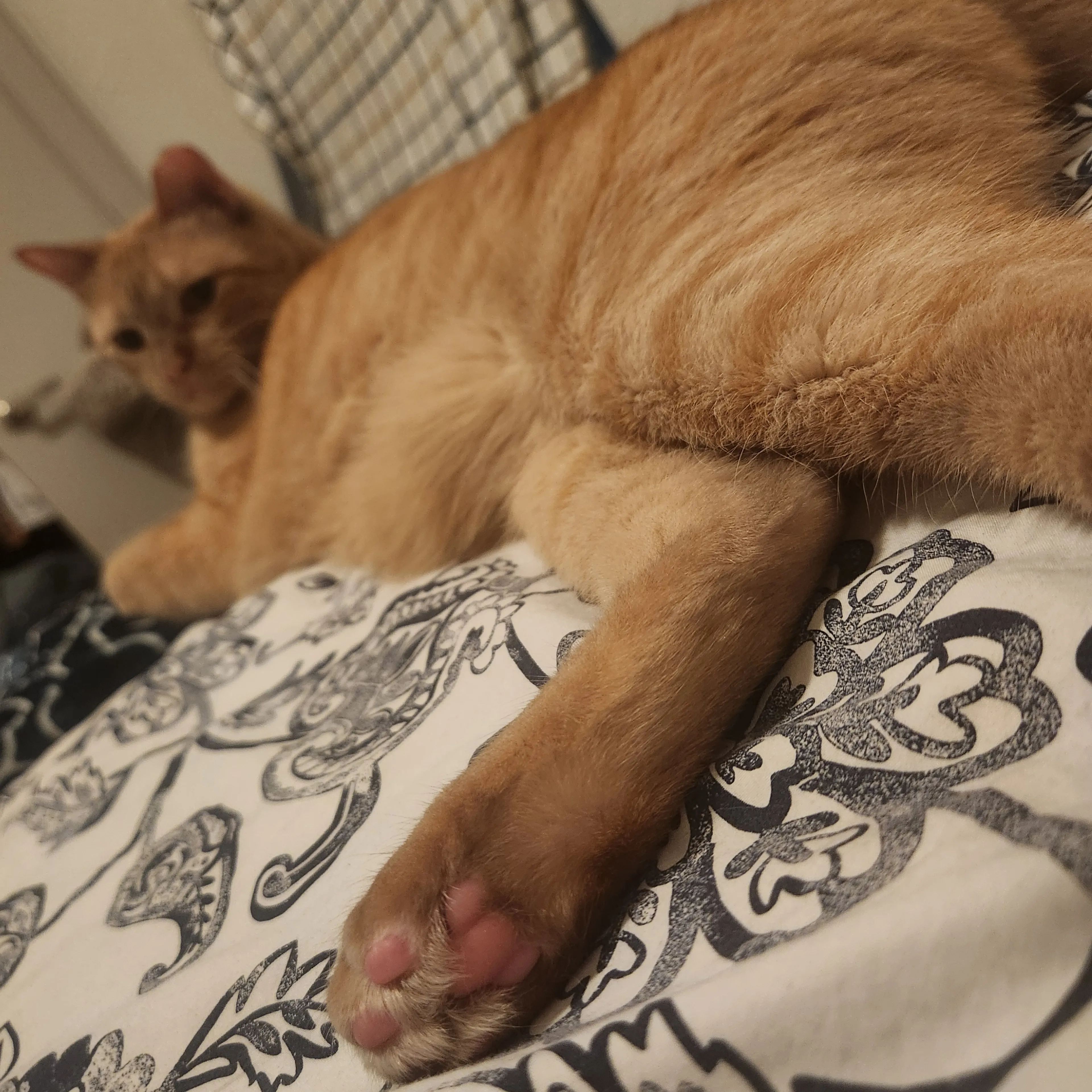 Lost pet-3
