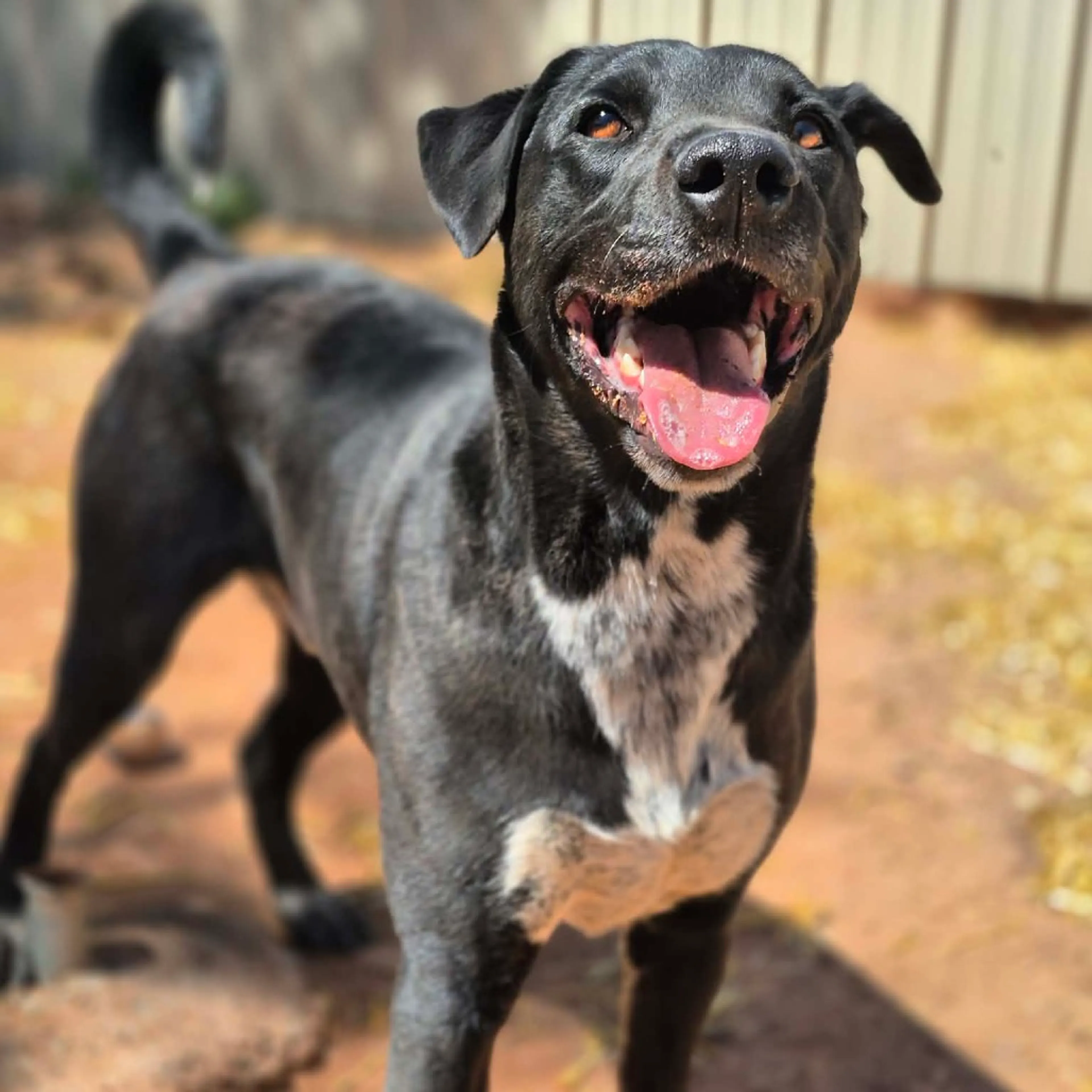 Found pet-21