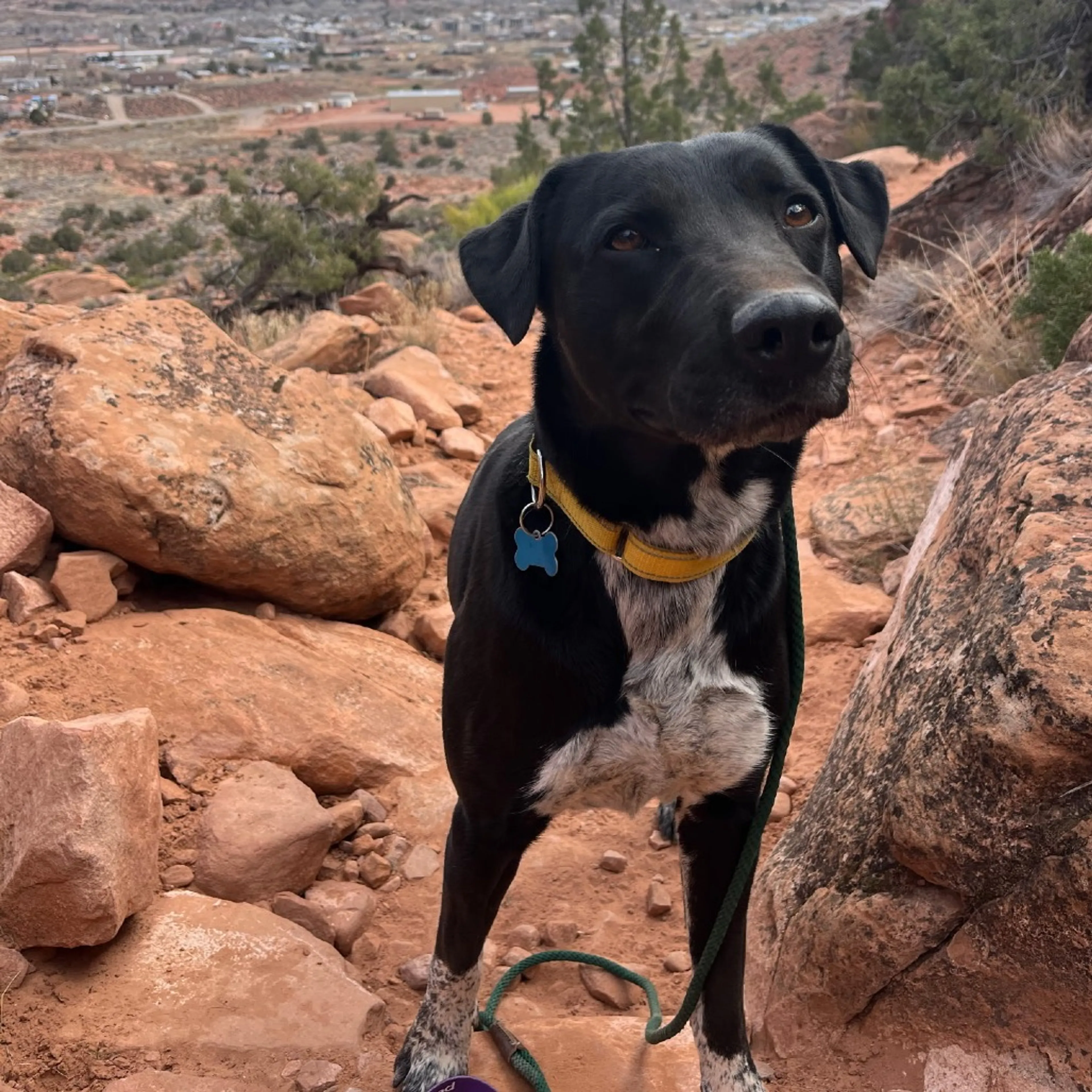 Found pet-12