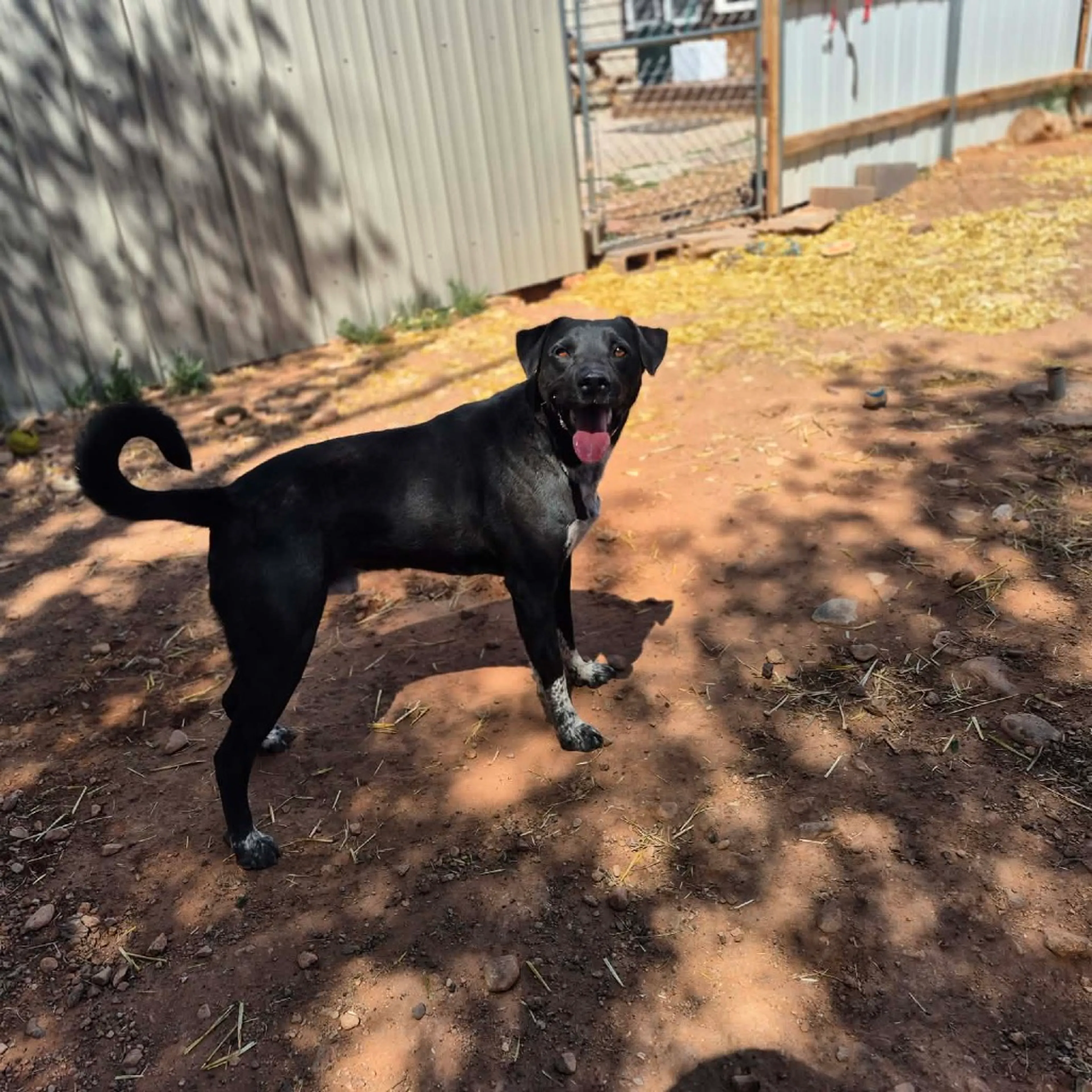 Found pet-24
