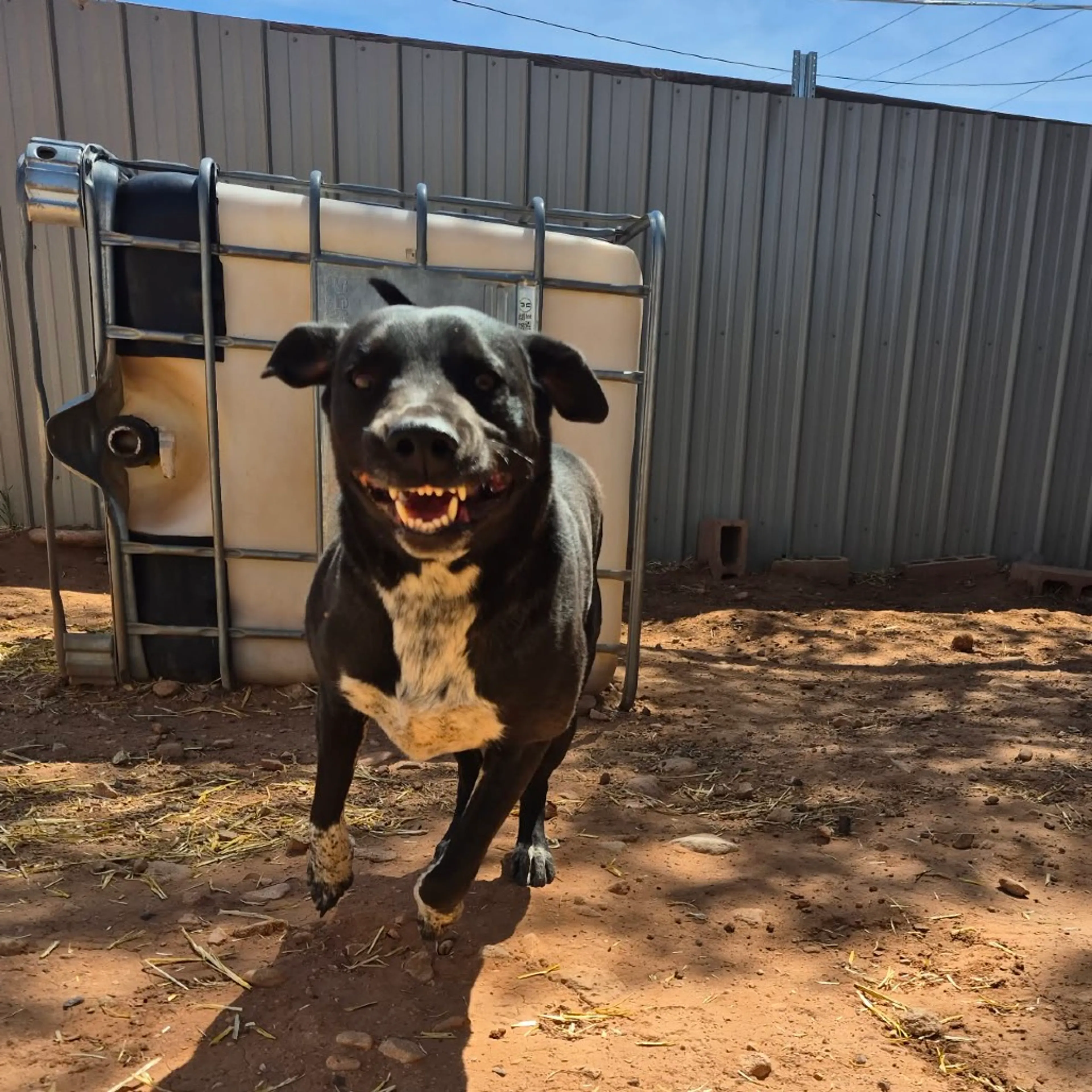 Found pet-18