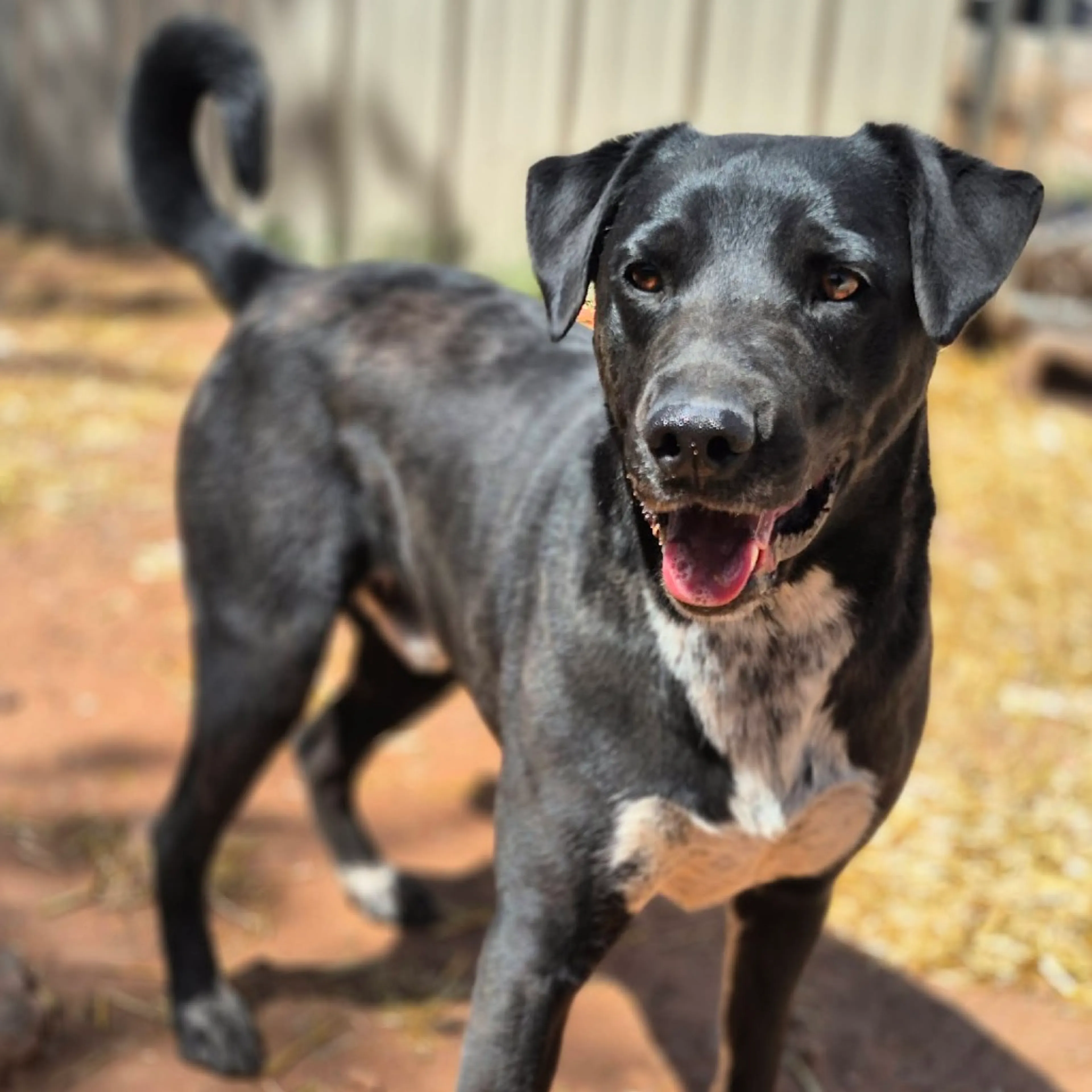 Found pet-22