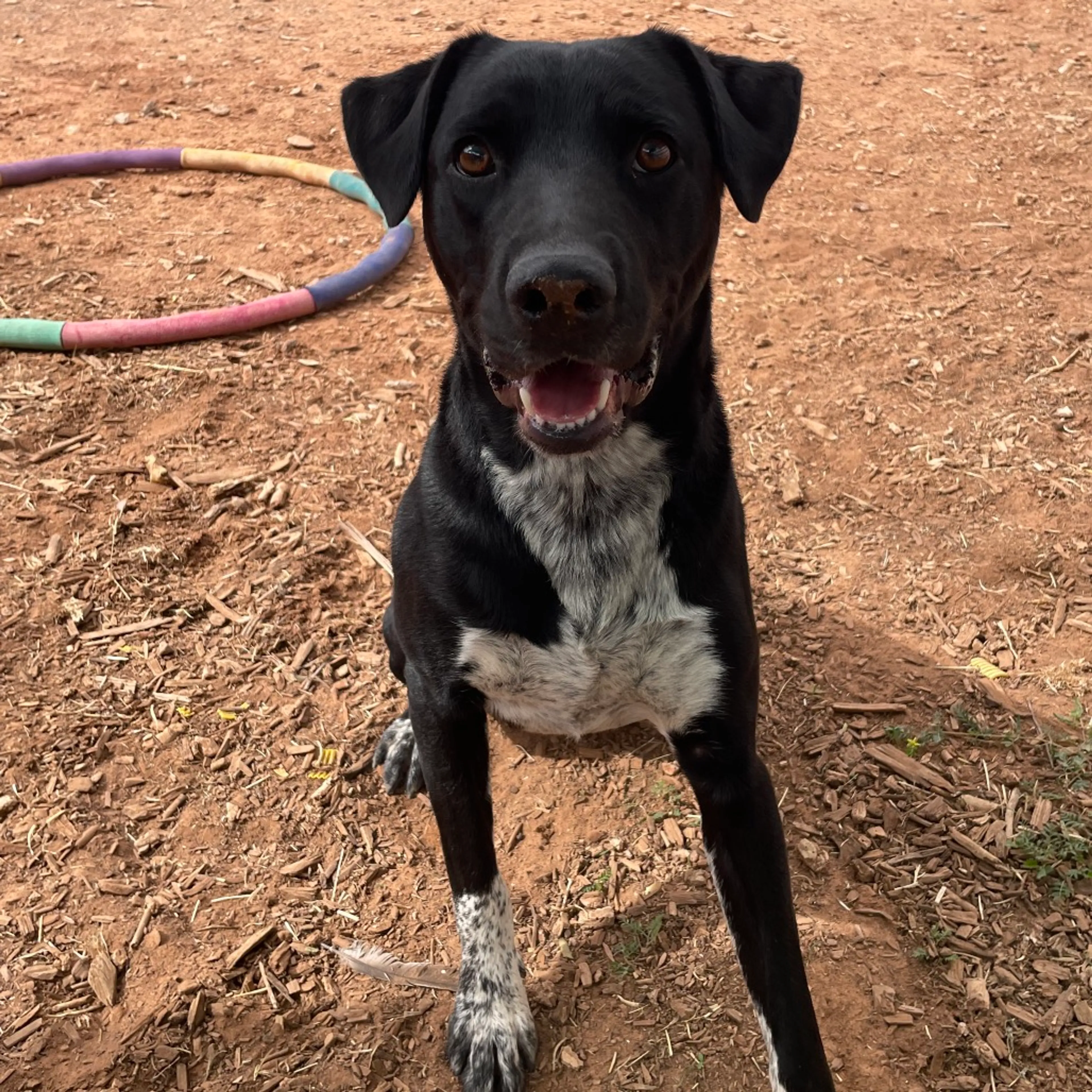 Found pet-8