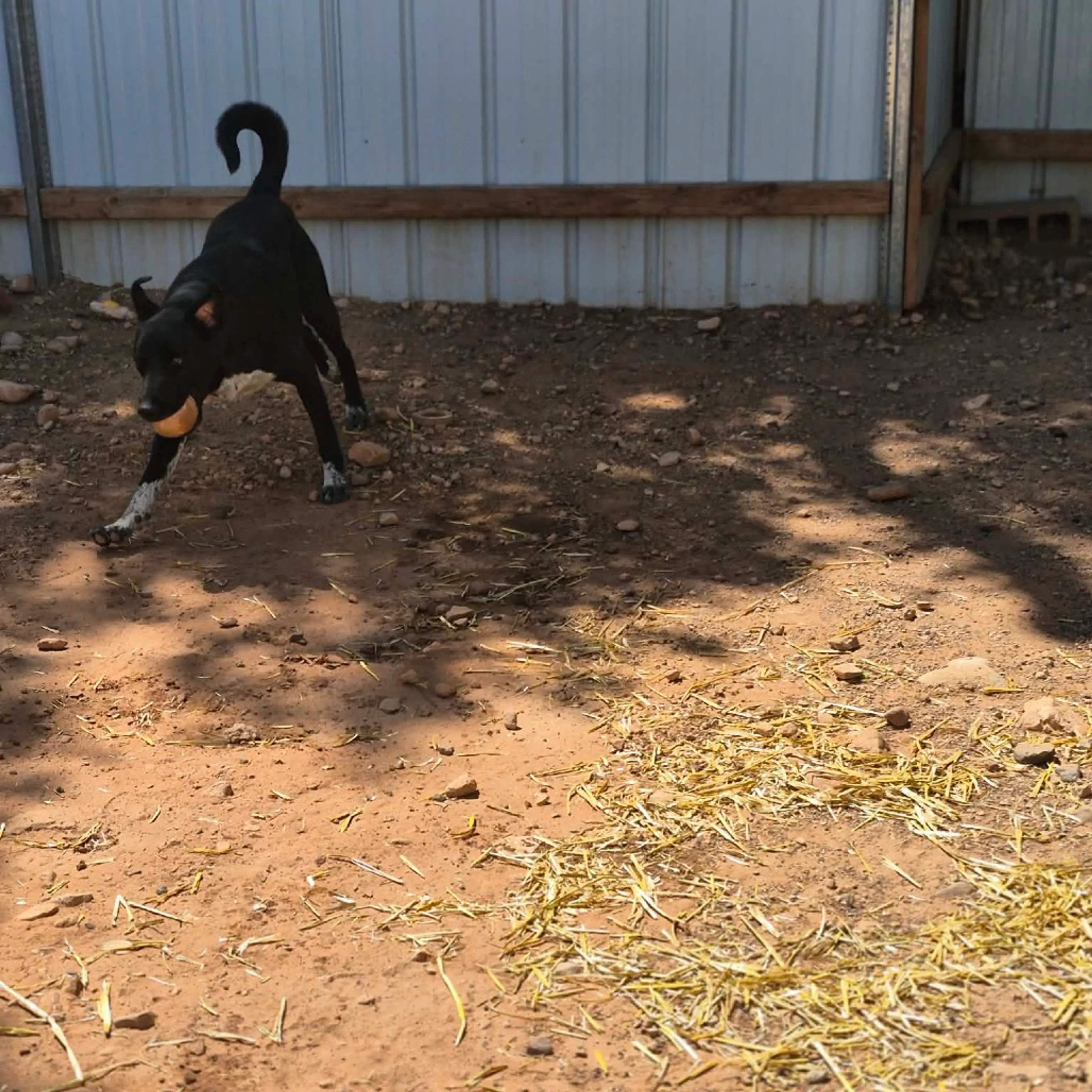 Found pet-19