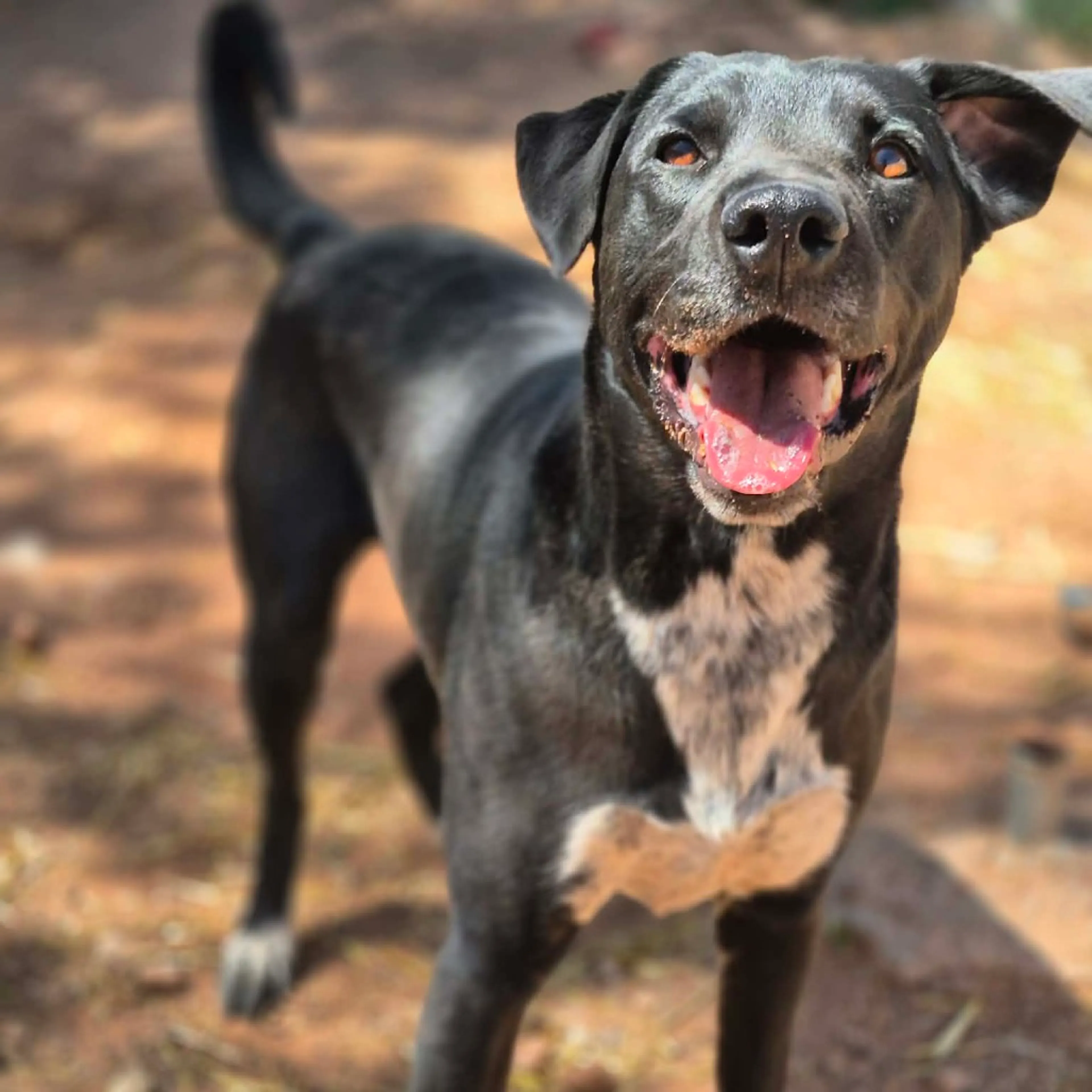Found pet-20