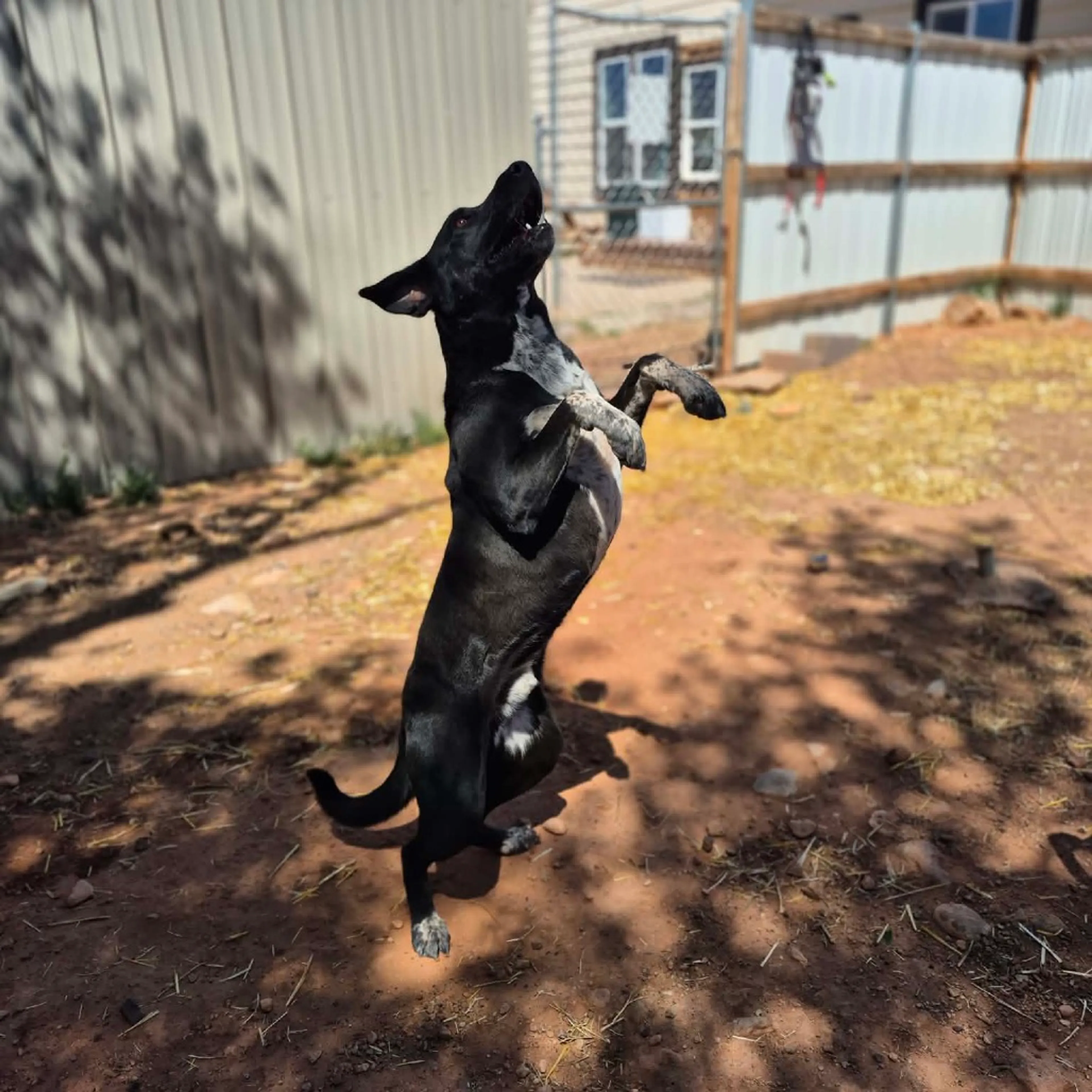 Found pet-25