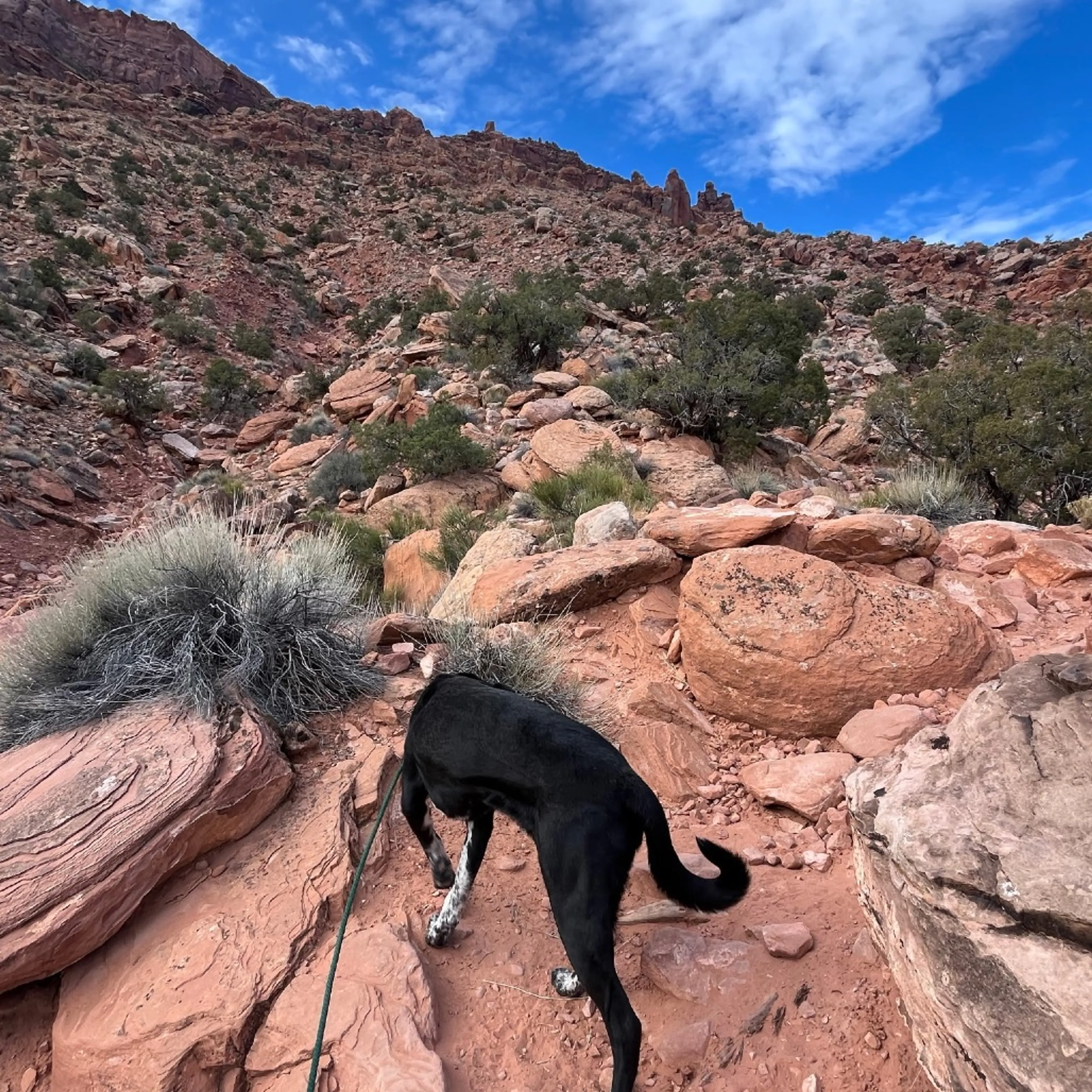 Found pet-13