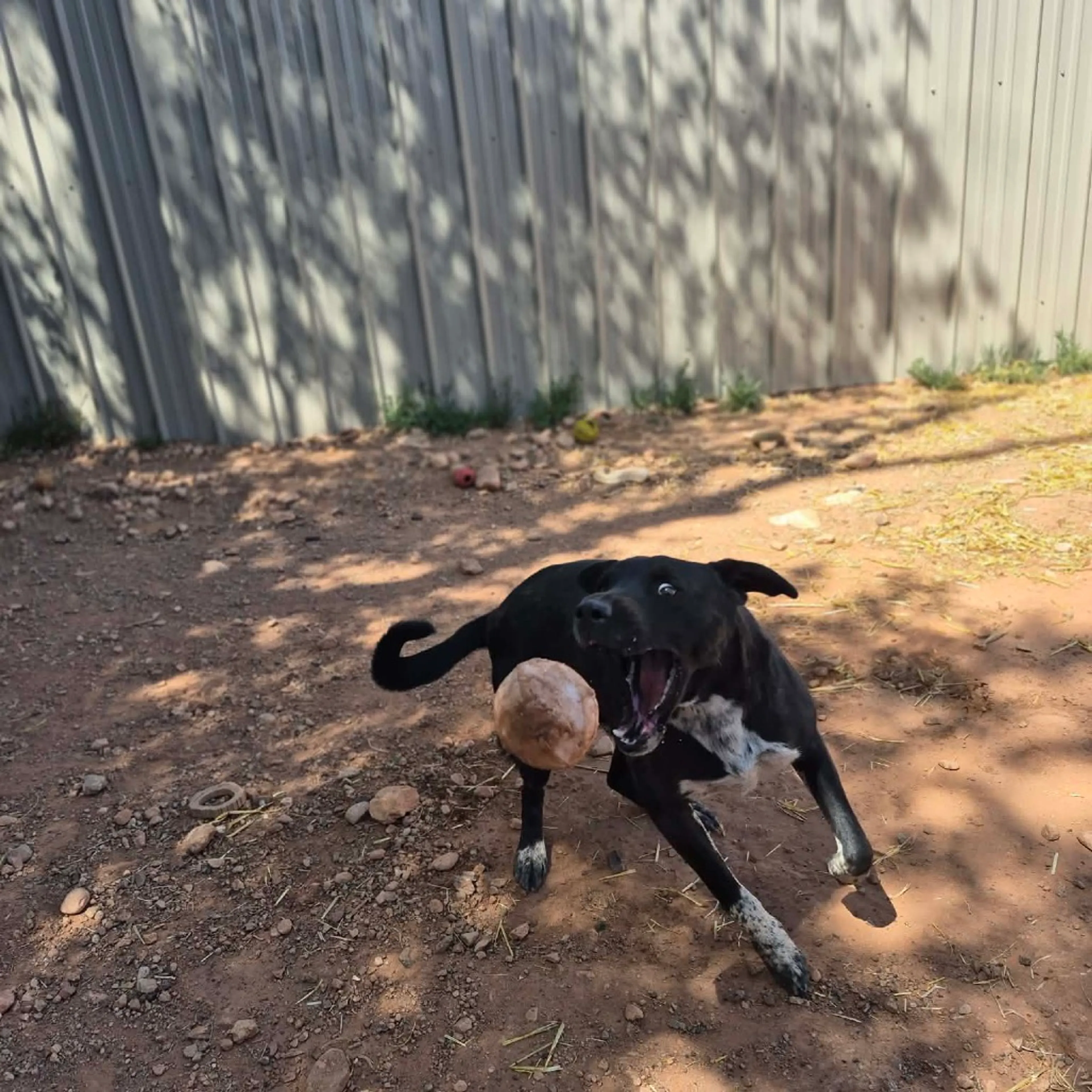 Found pet-23