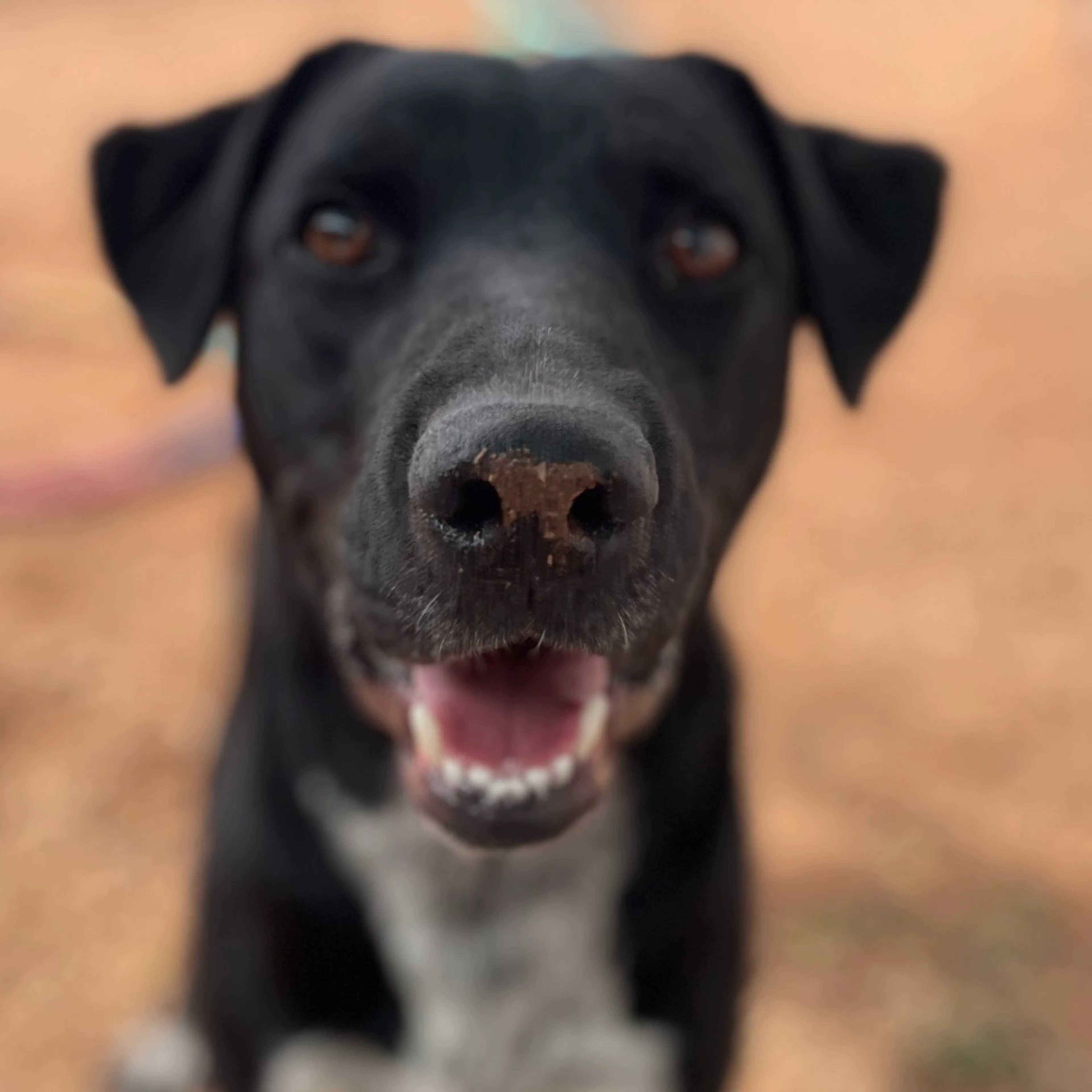 Found pet-6