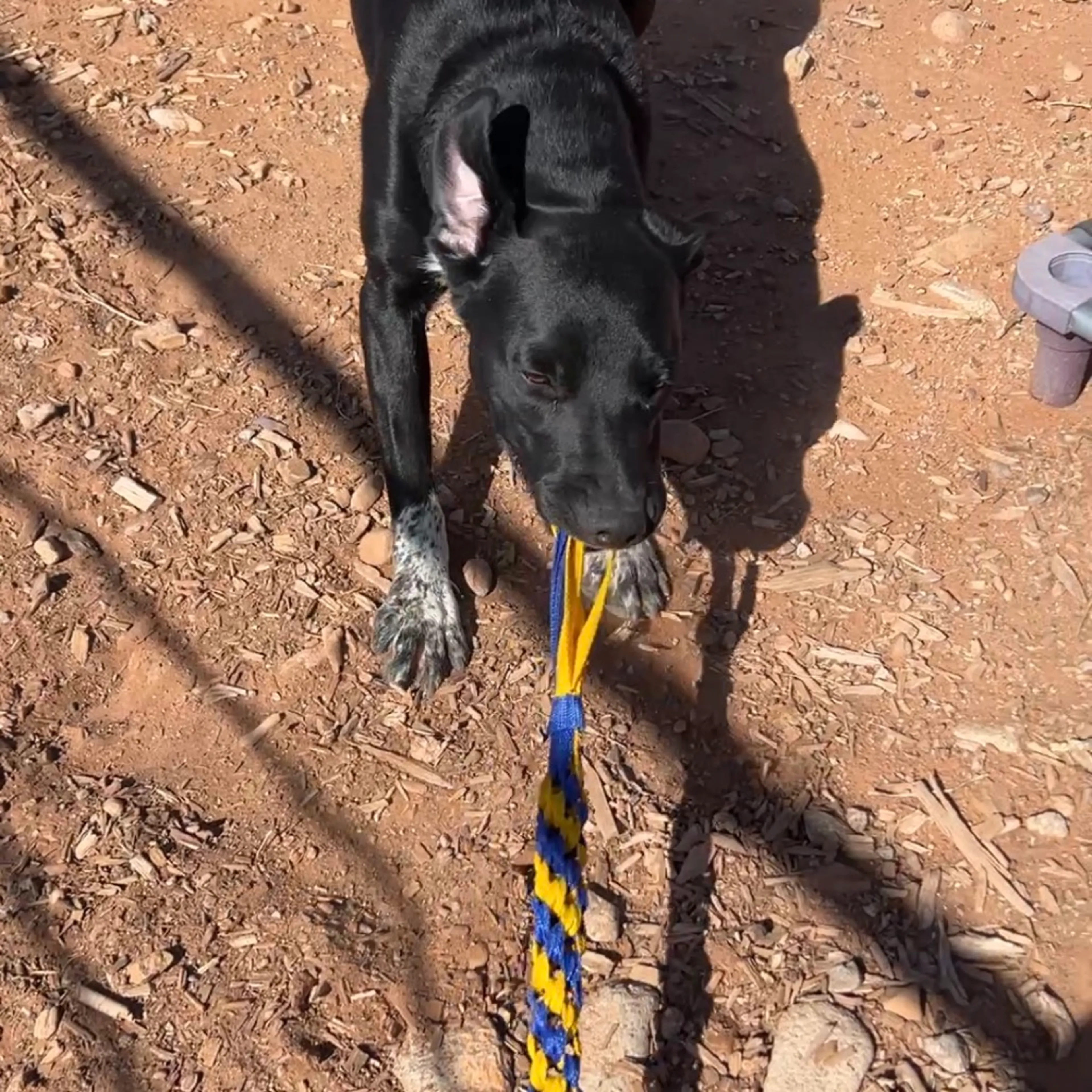 Found pet-2