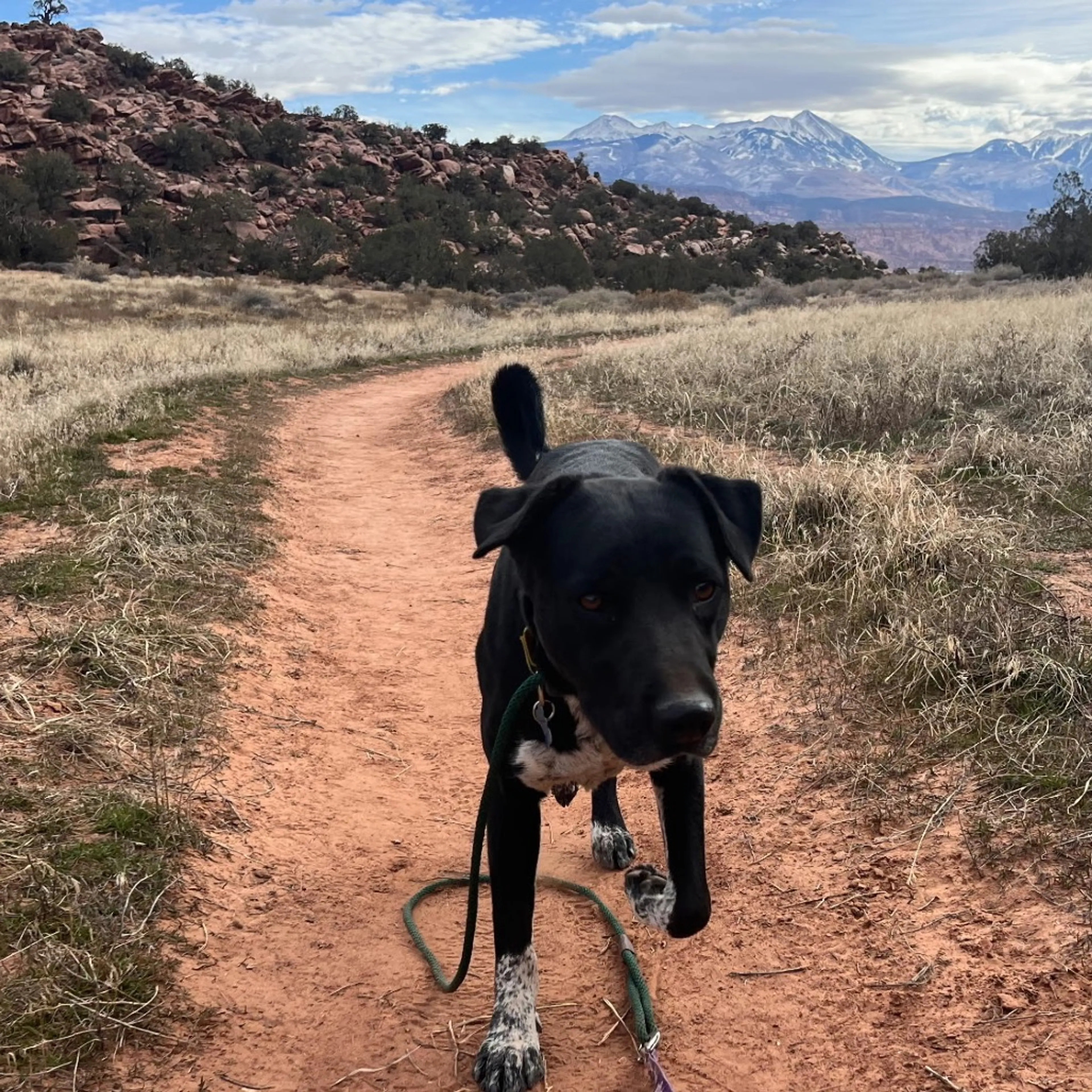 Found pet-14