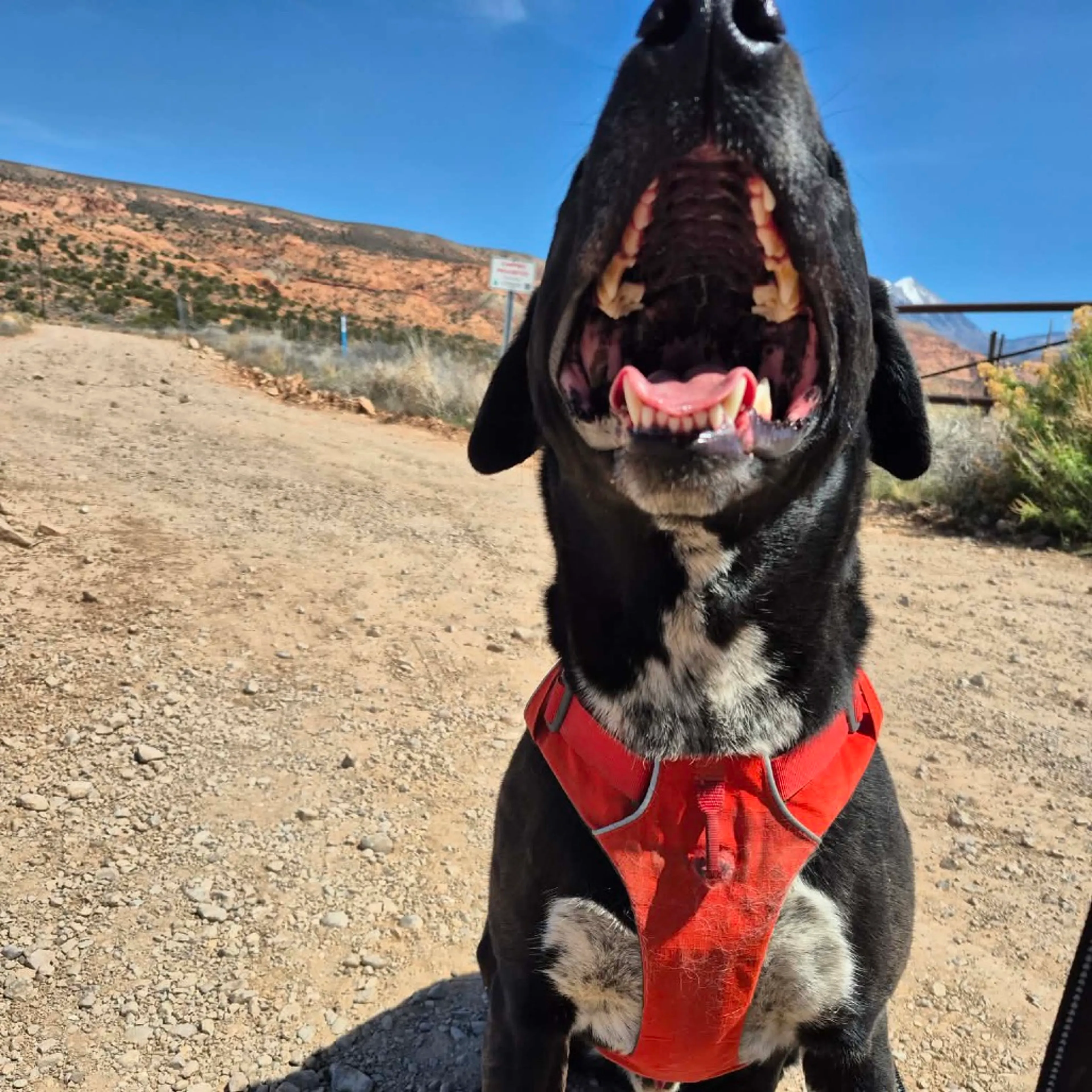 Found pet-17