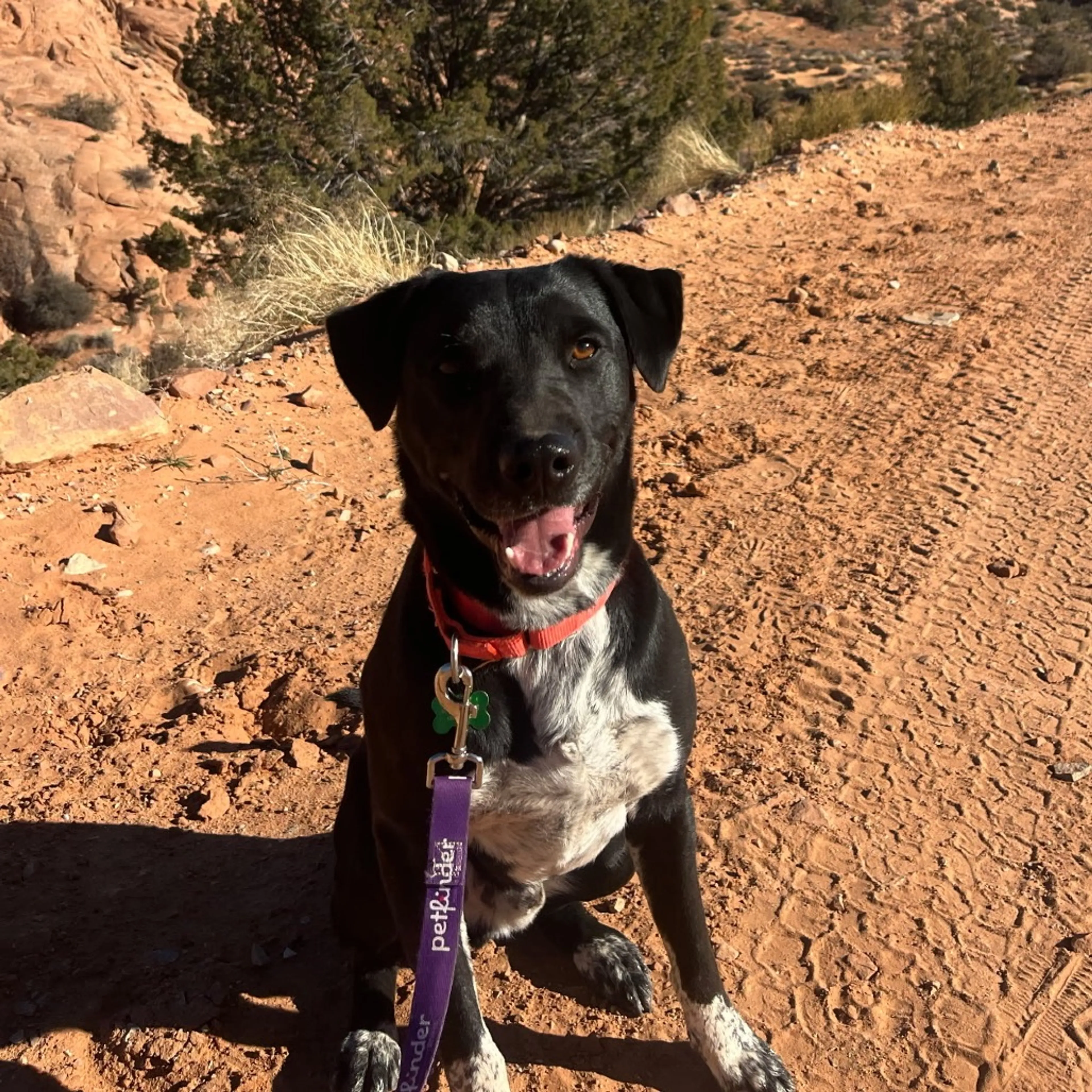 Found pet-11
