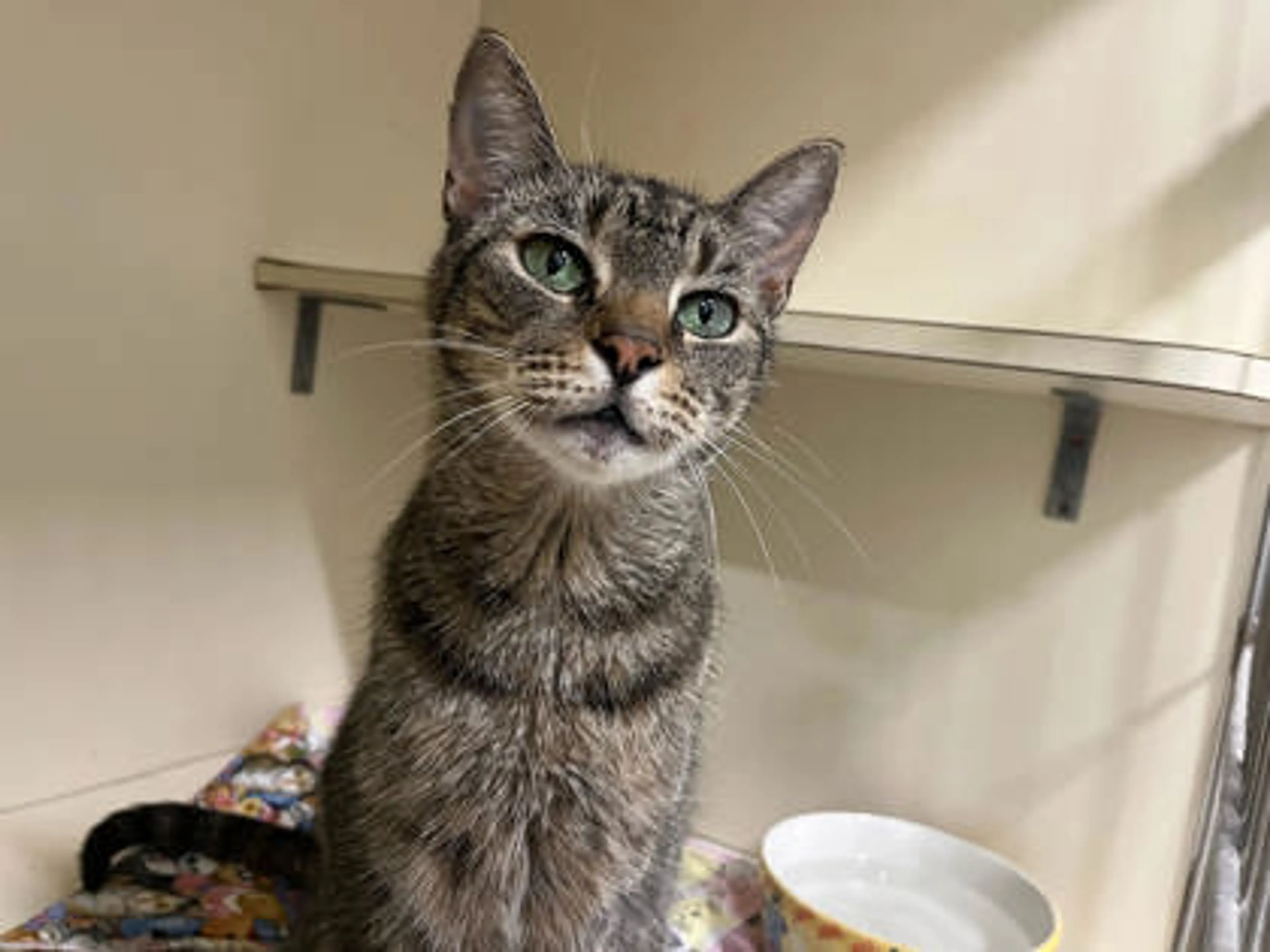 Found pet