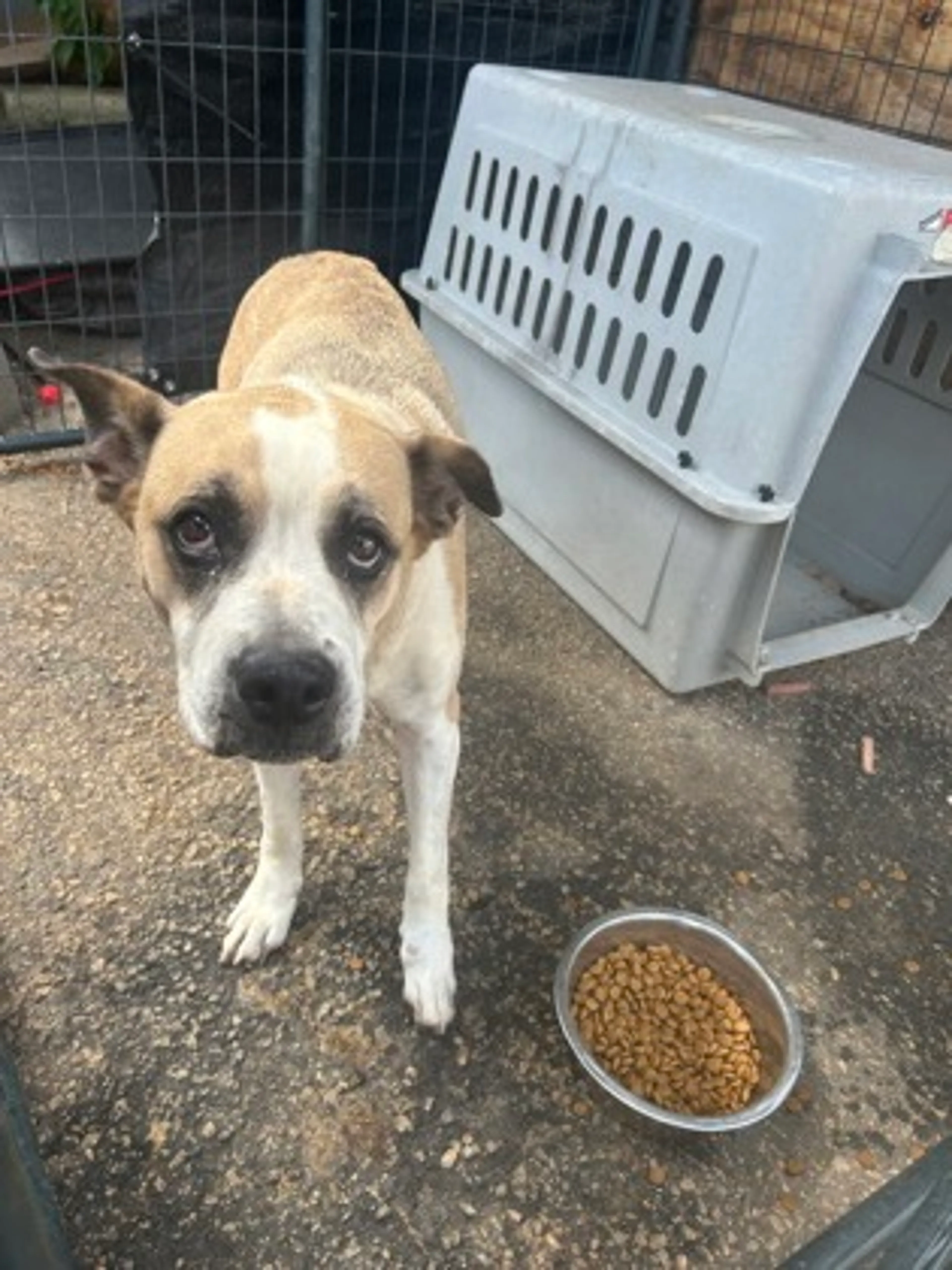 Found pet-1