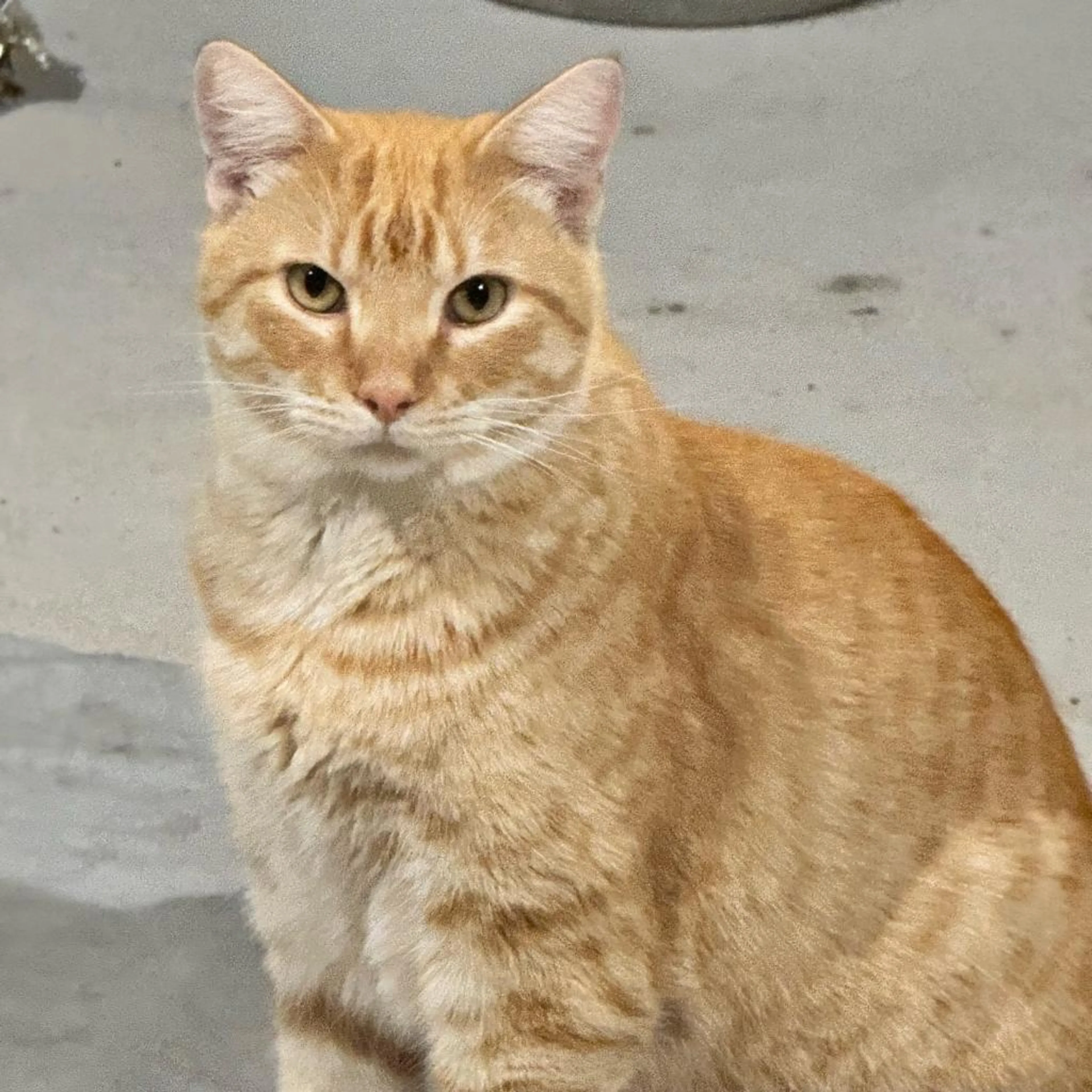 Found pet-0