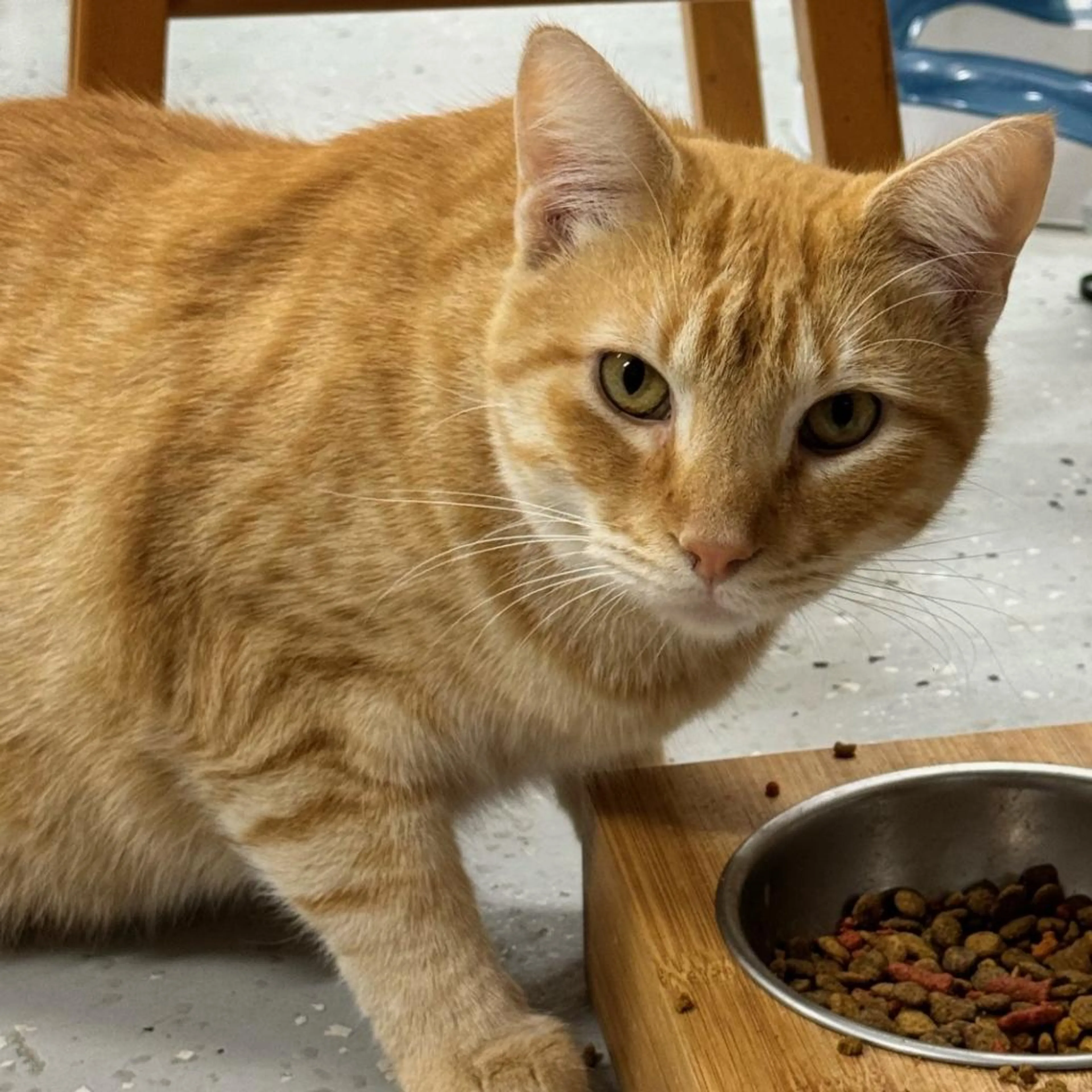 Found pet-1