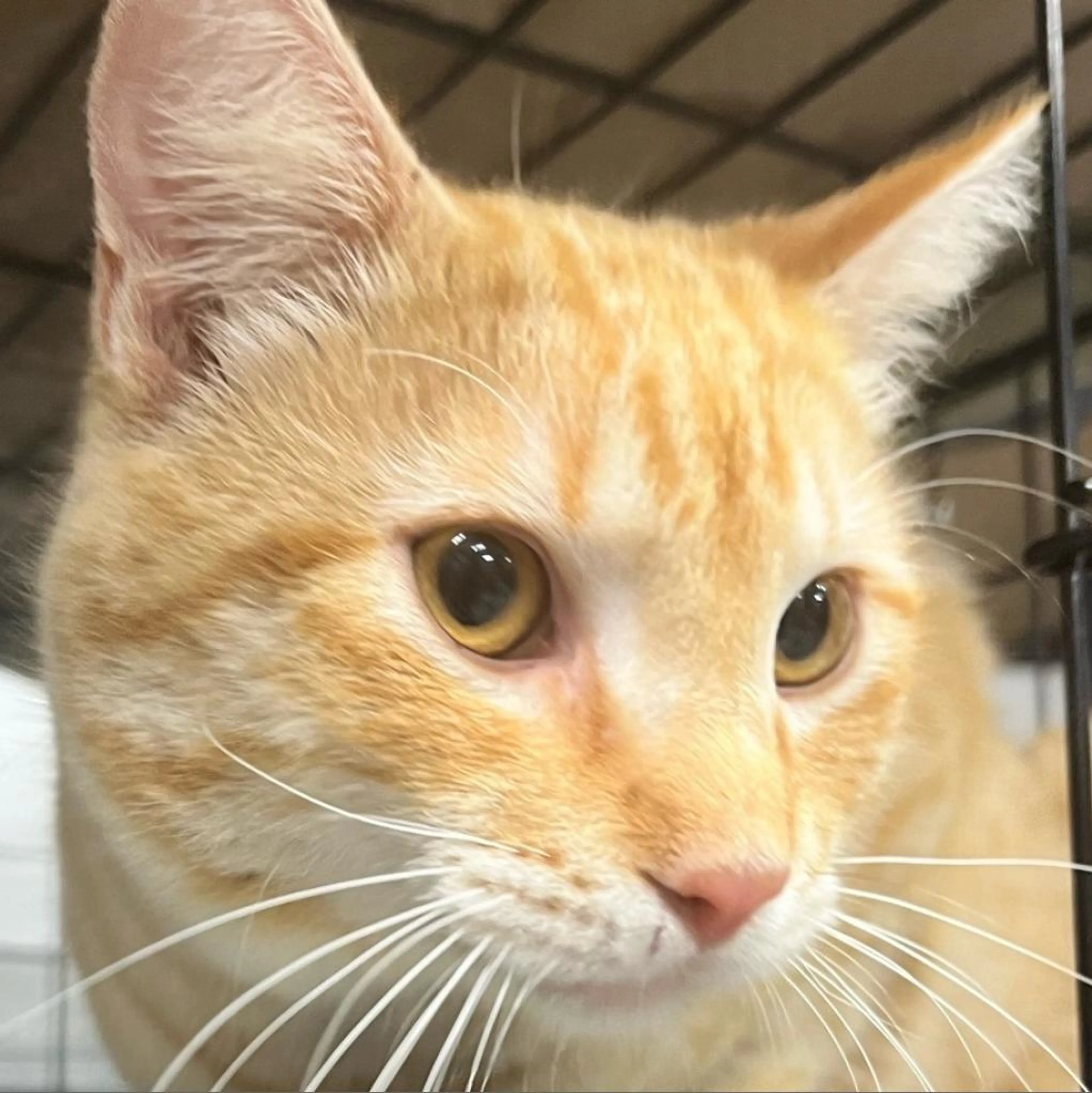 Found pet-2