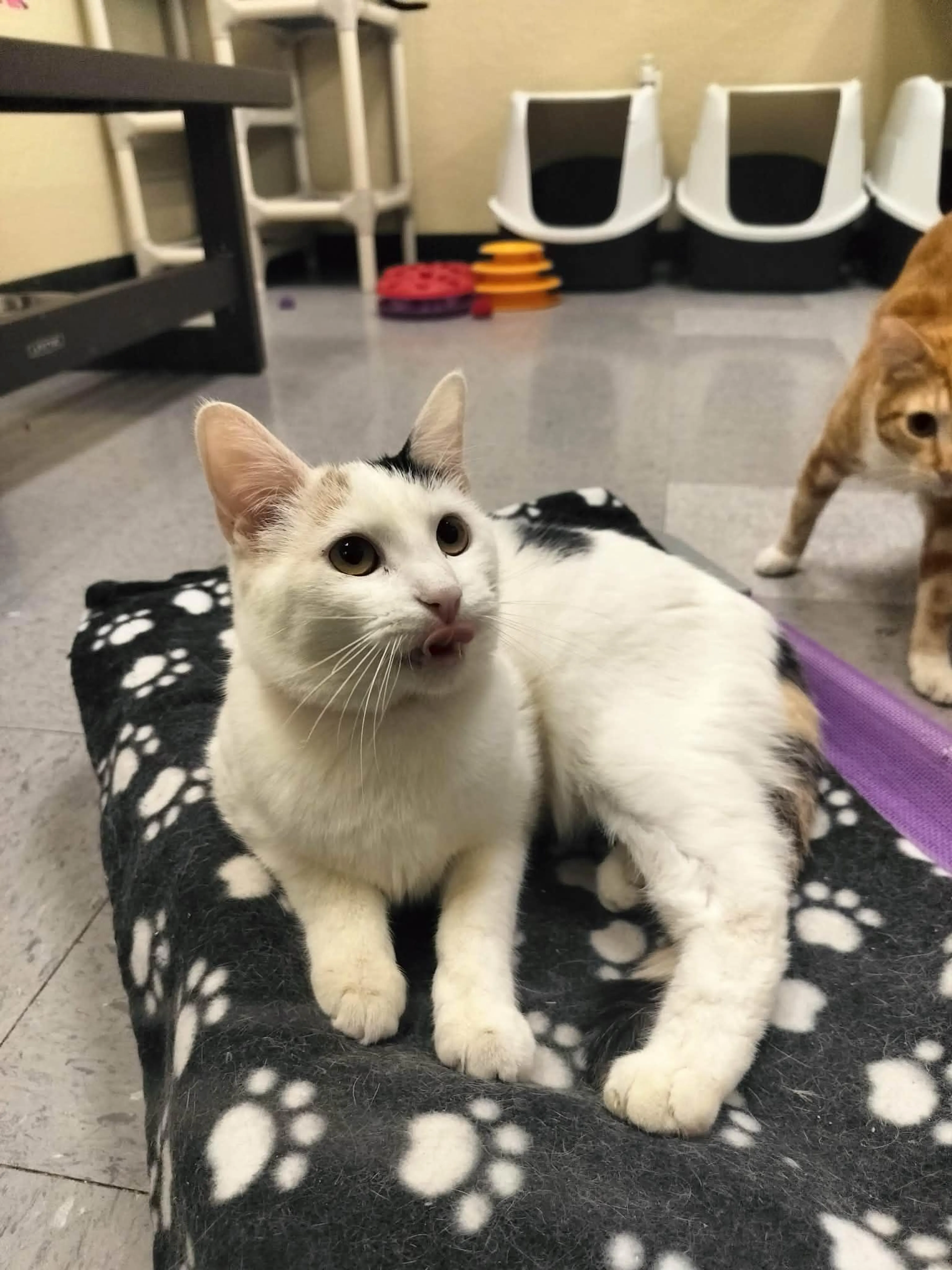 Found pet