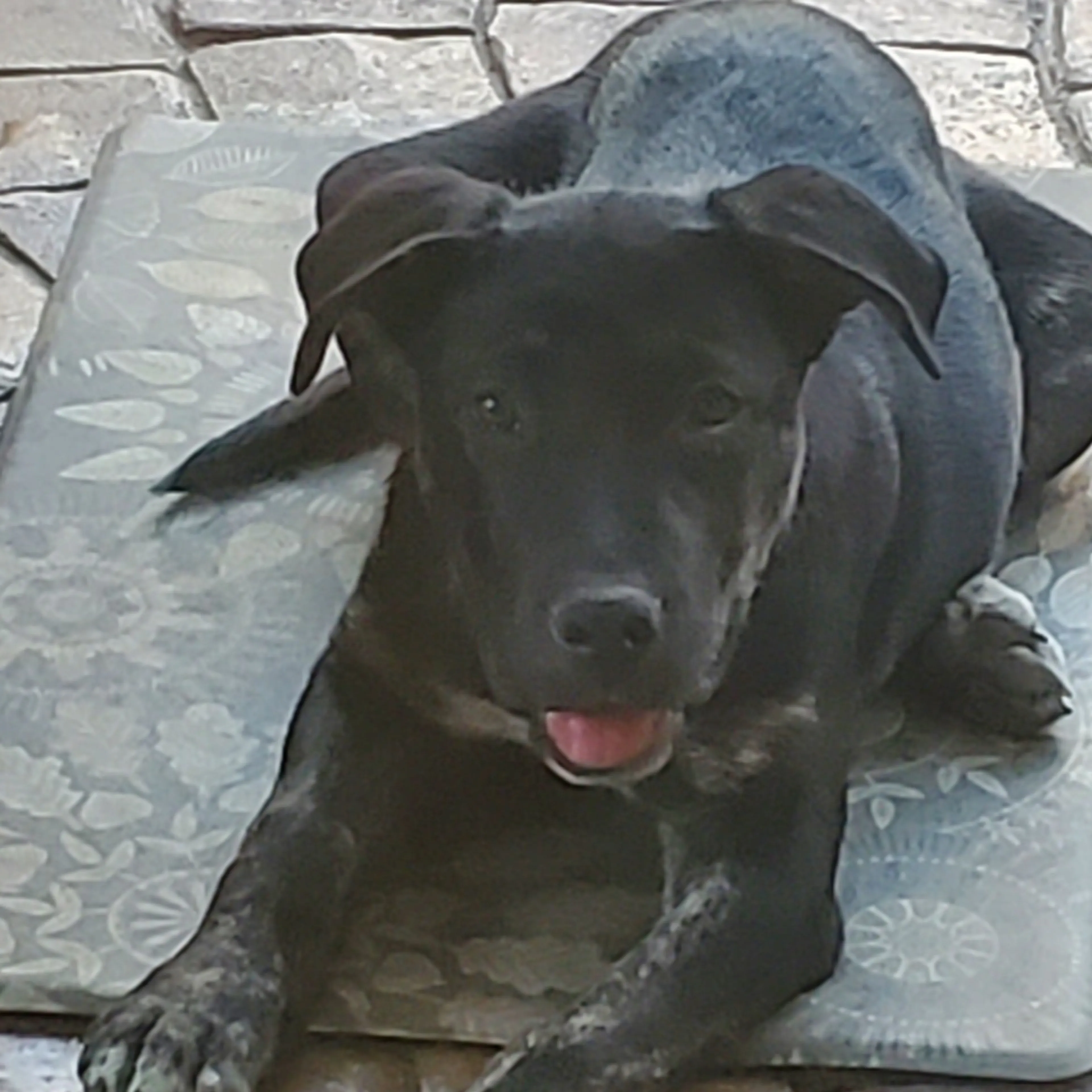 Found pet