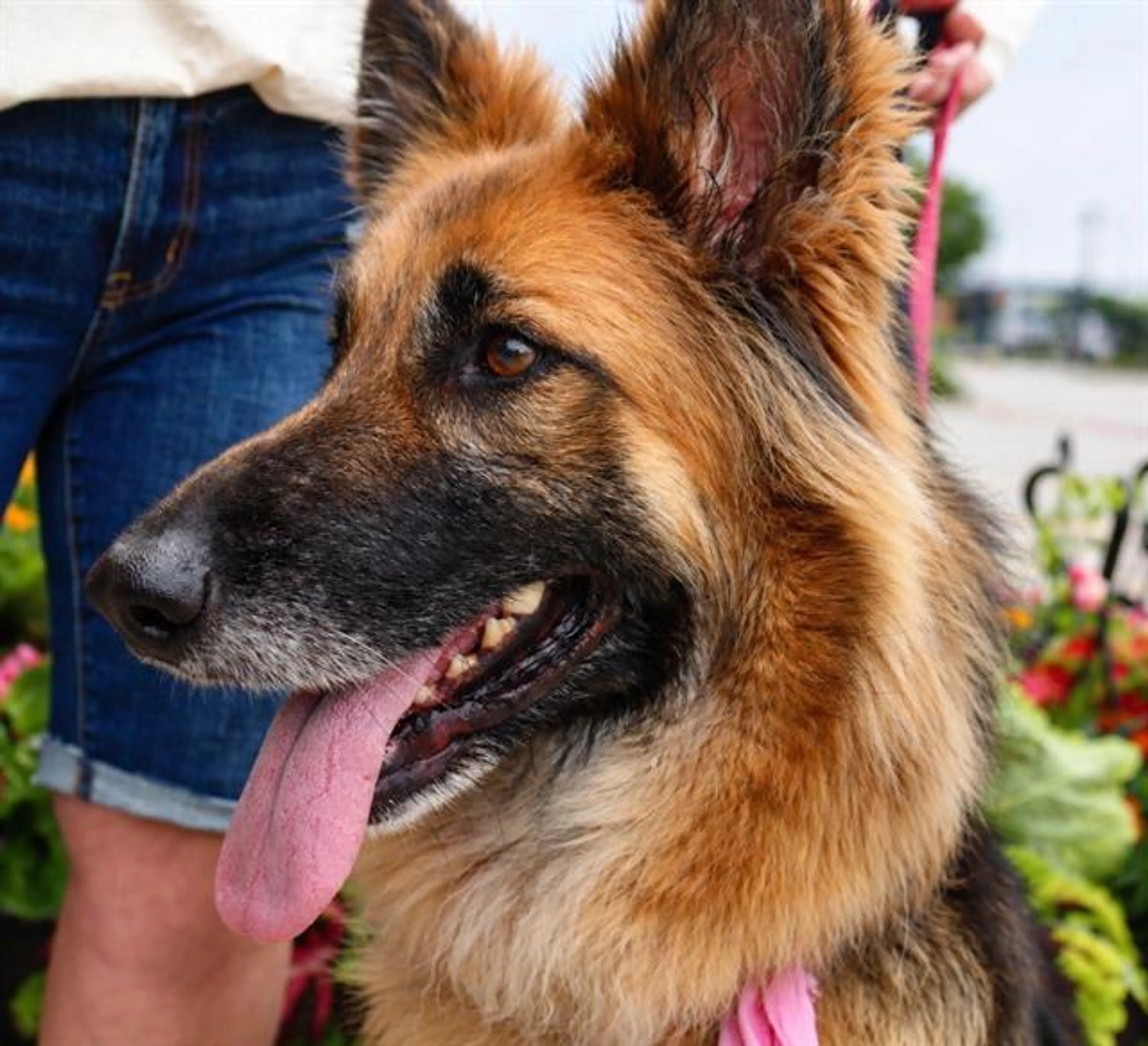 Found pet