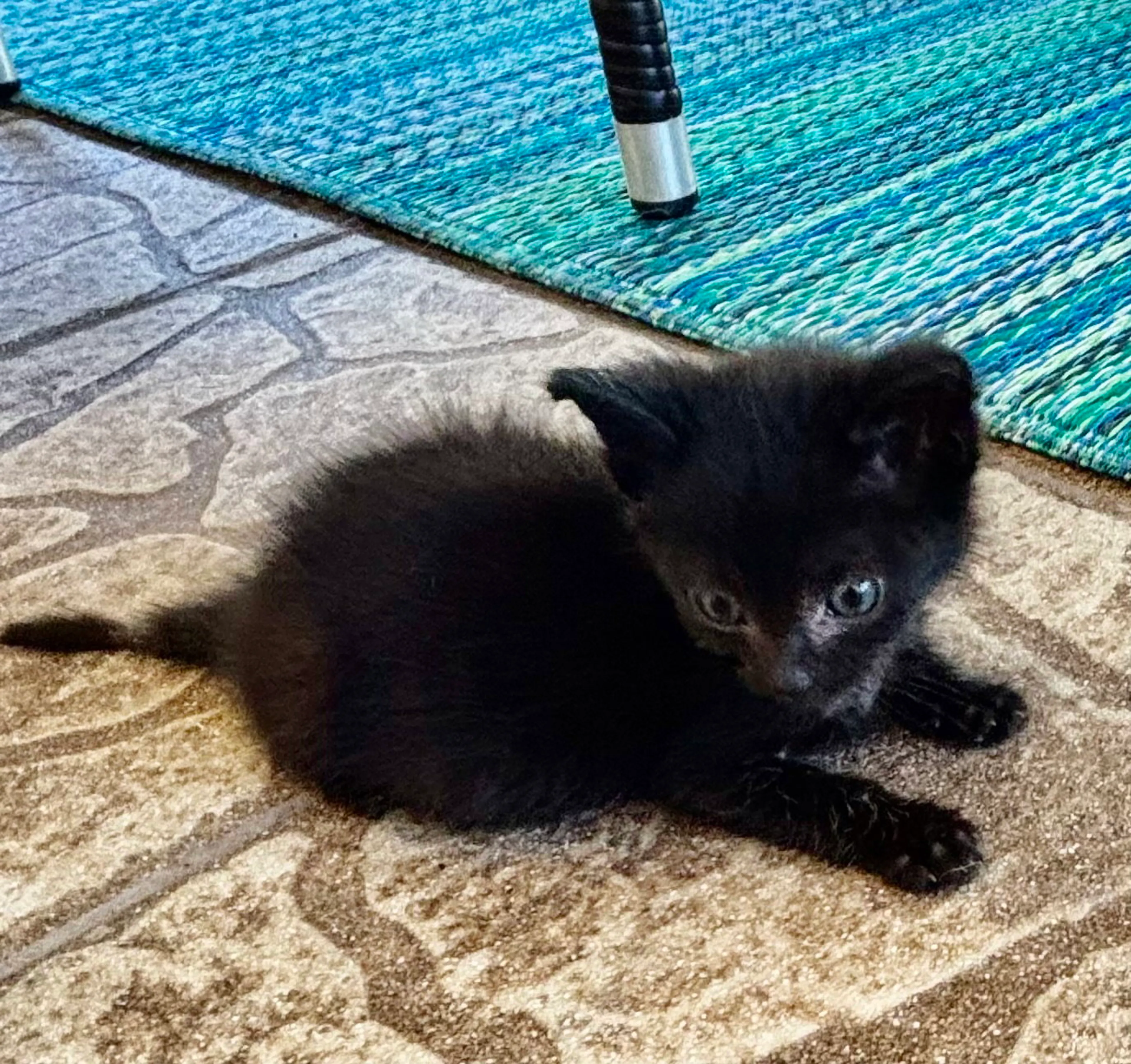 Found pet-1