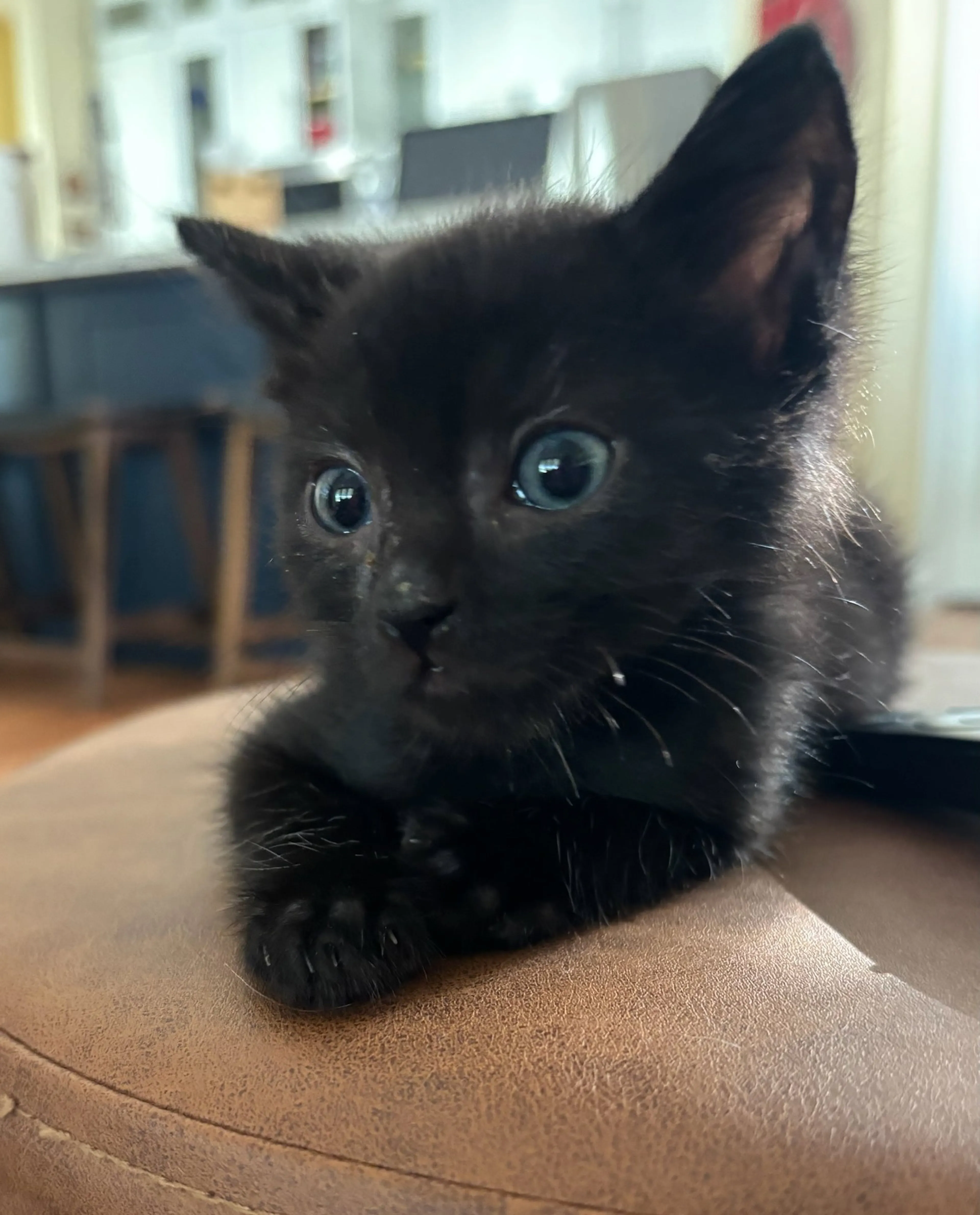Found pet-0