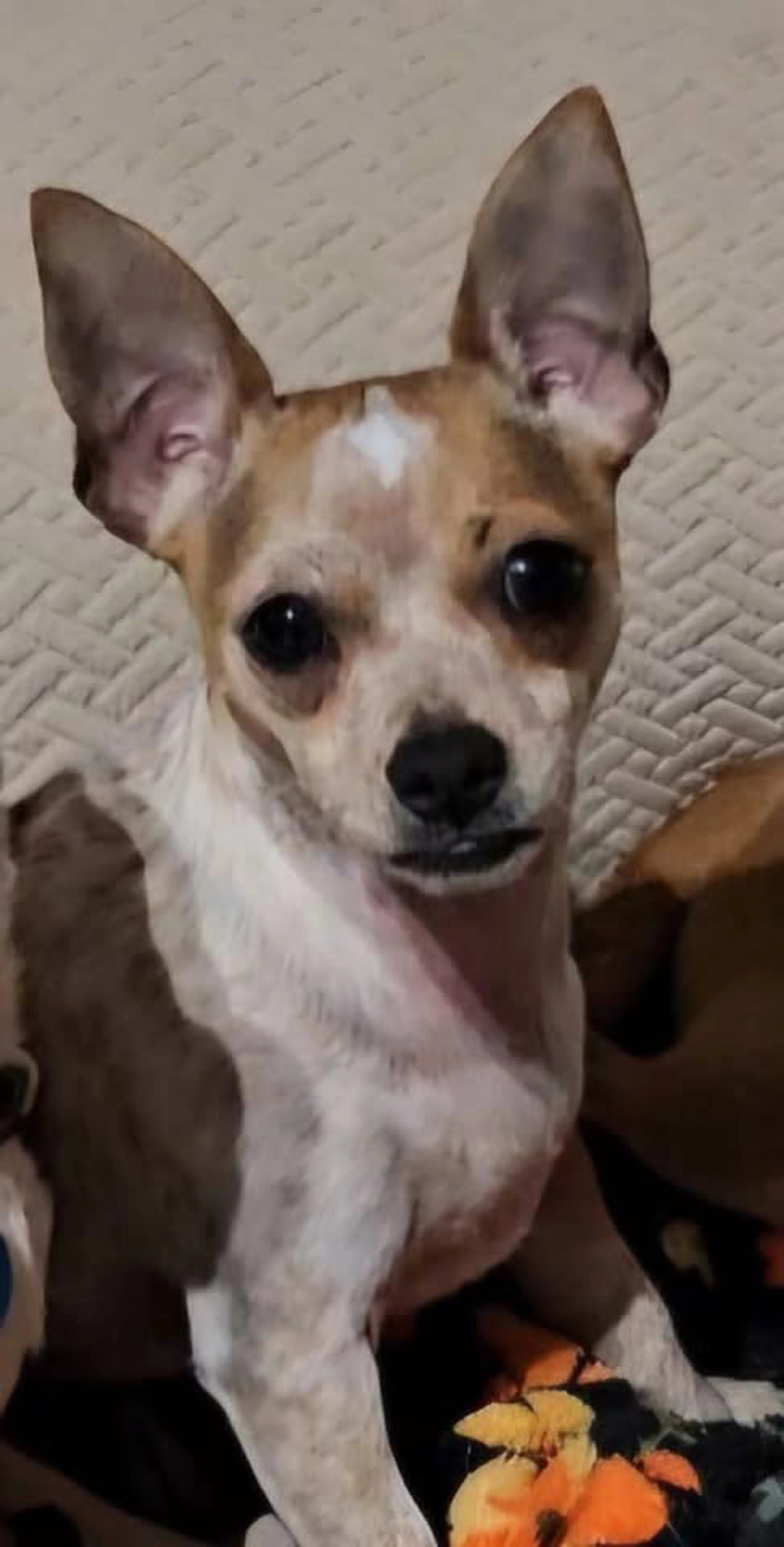 Found pet-1