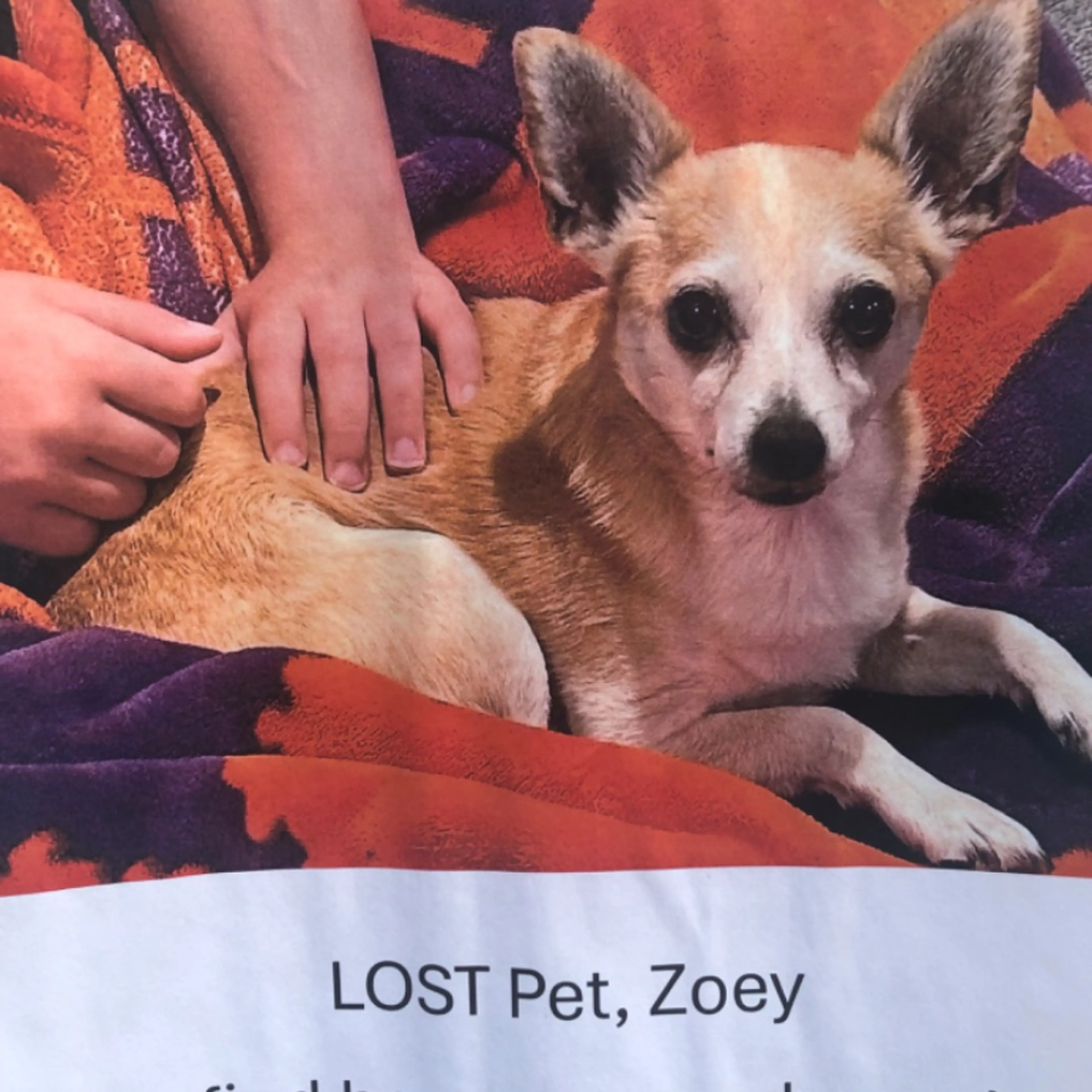 Lost pet