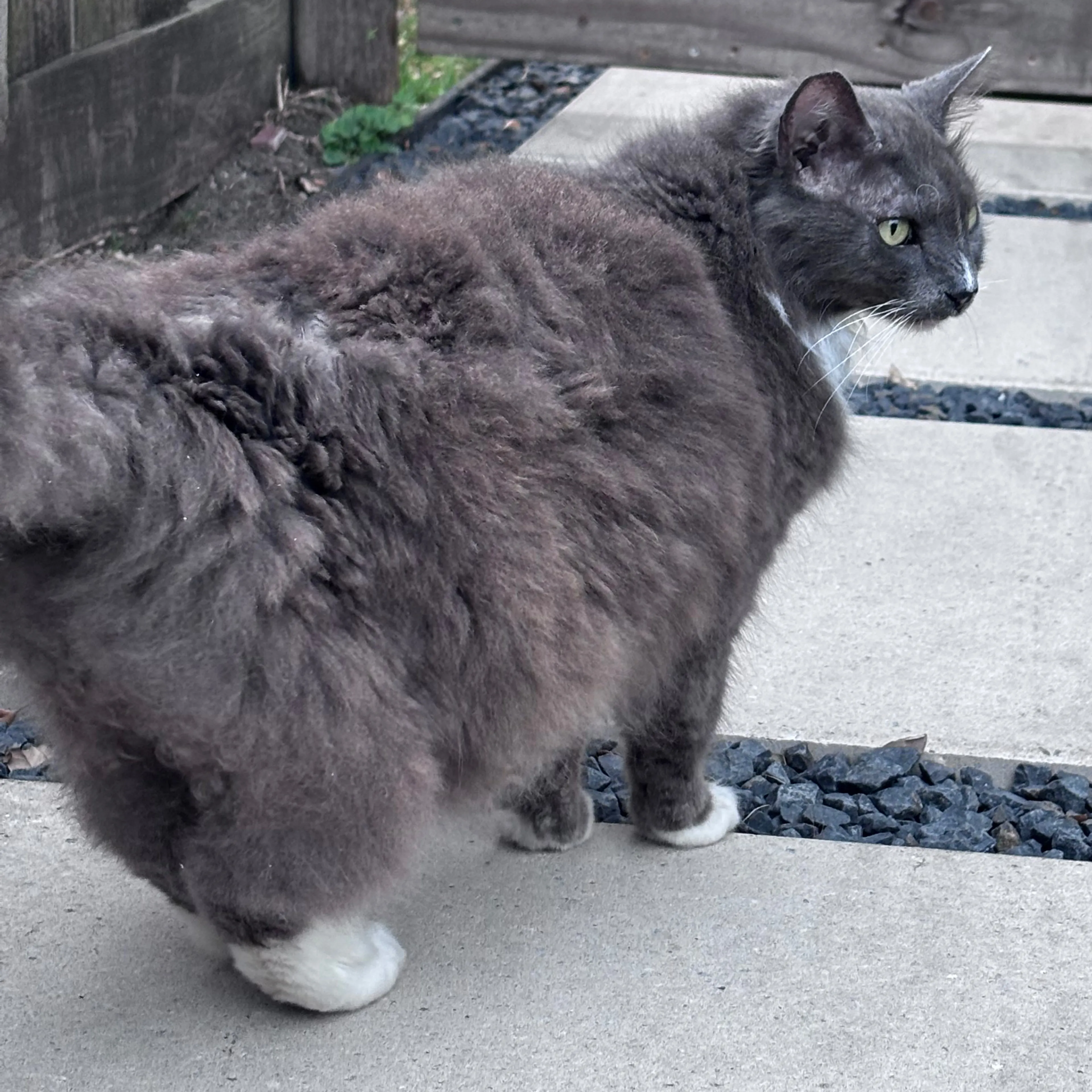 Lost pet-1