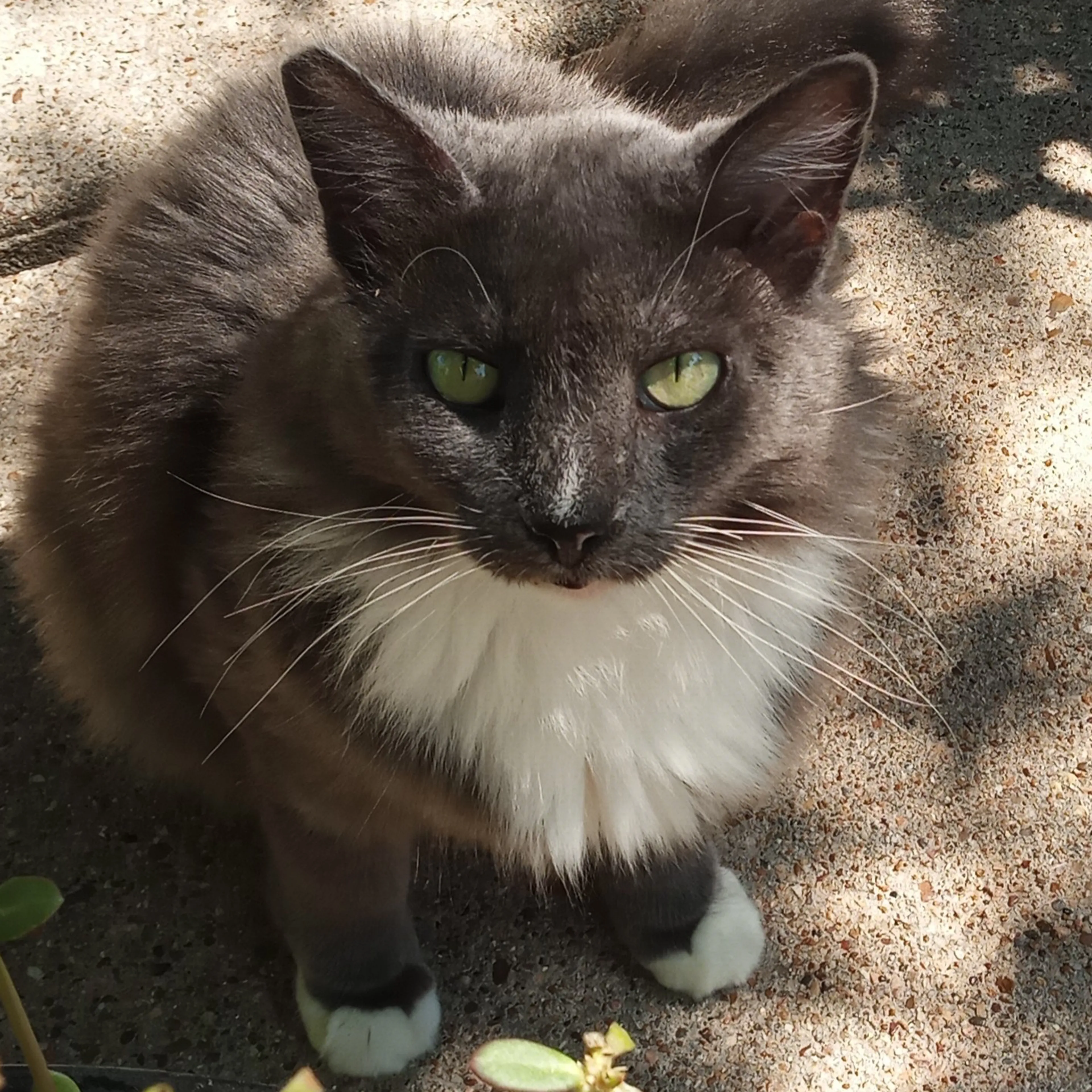 Lost pet-2