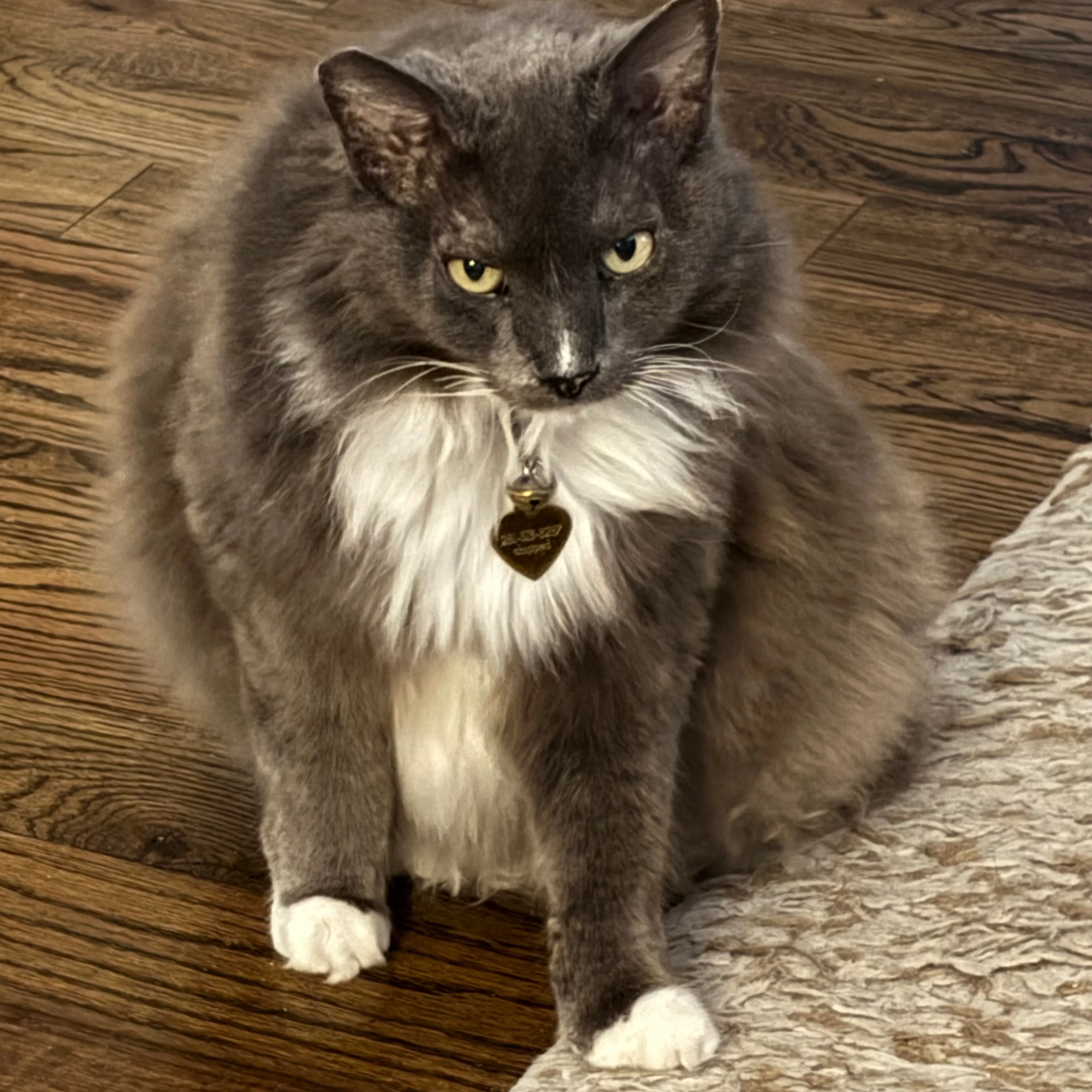 Lost pet-3