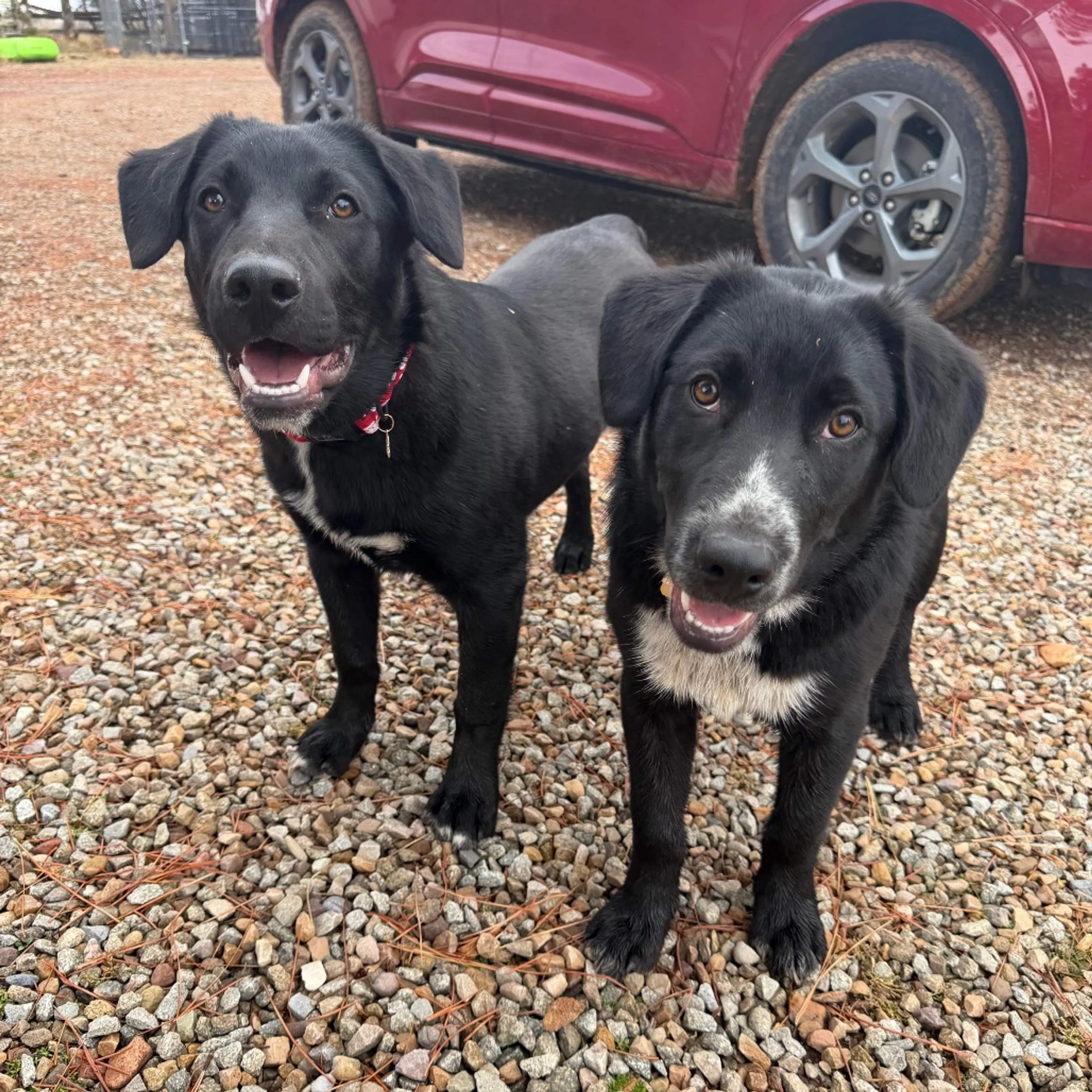 Found pet-26