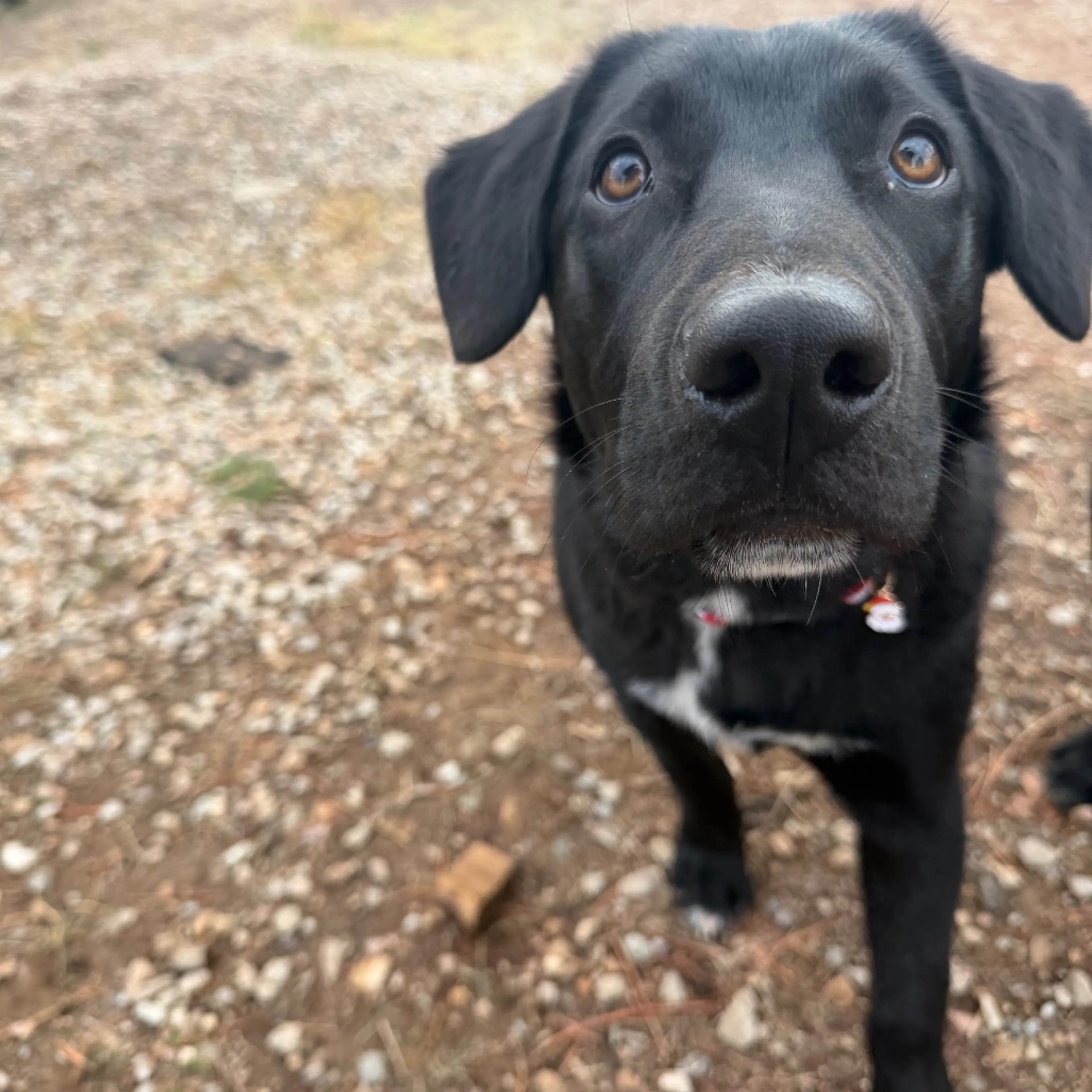 Found pet-20