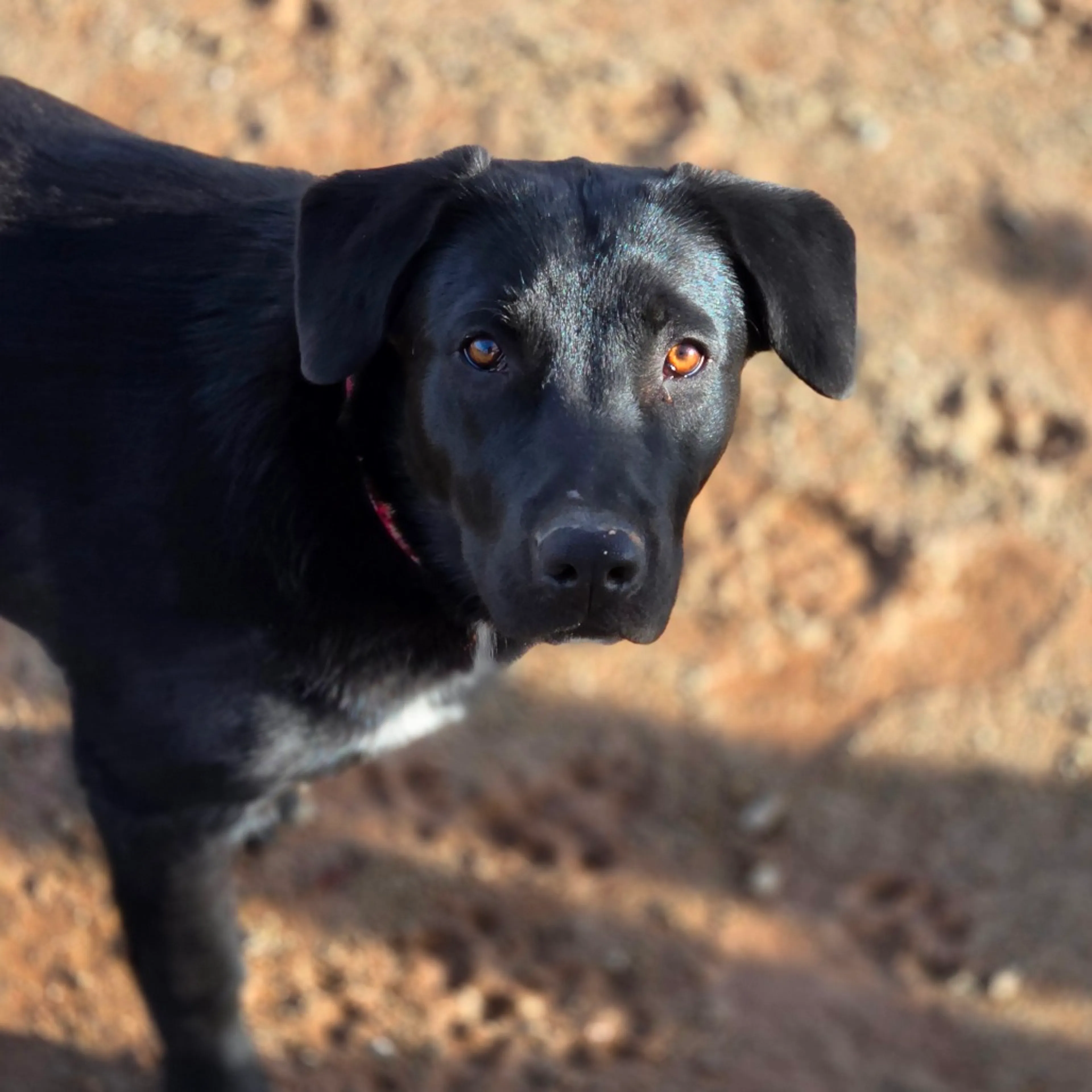 Found pet-31