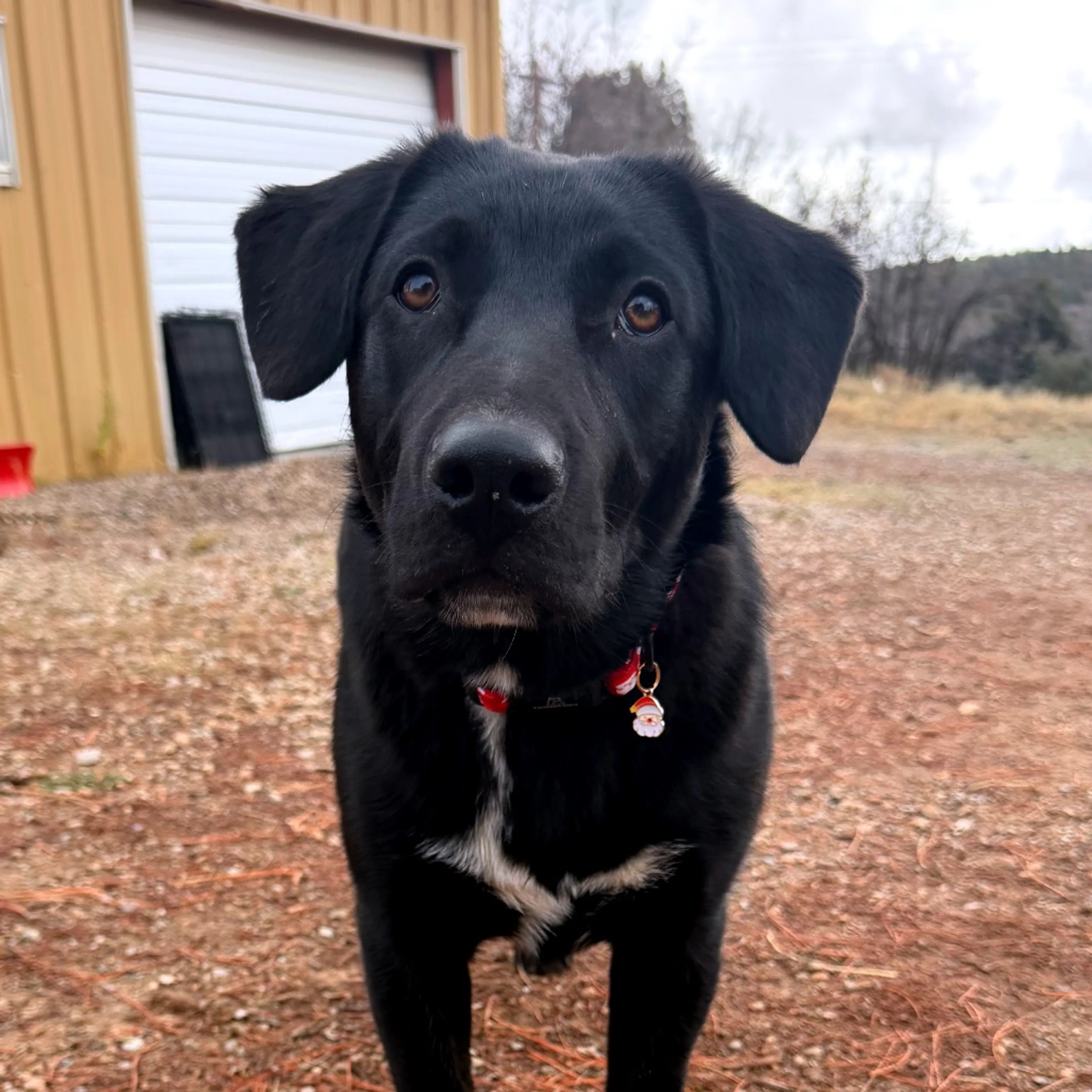 Found pet-16