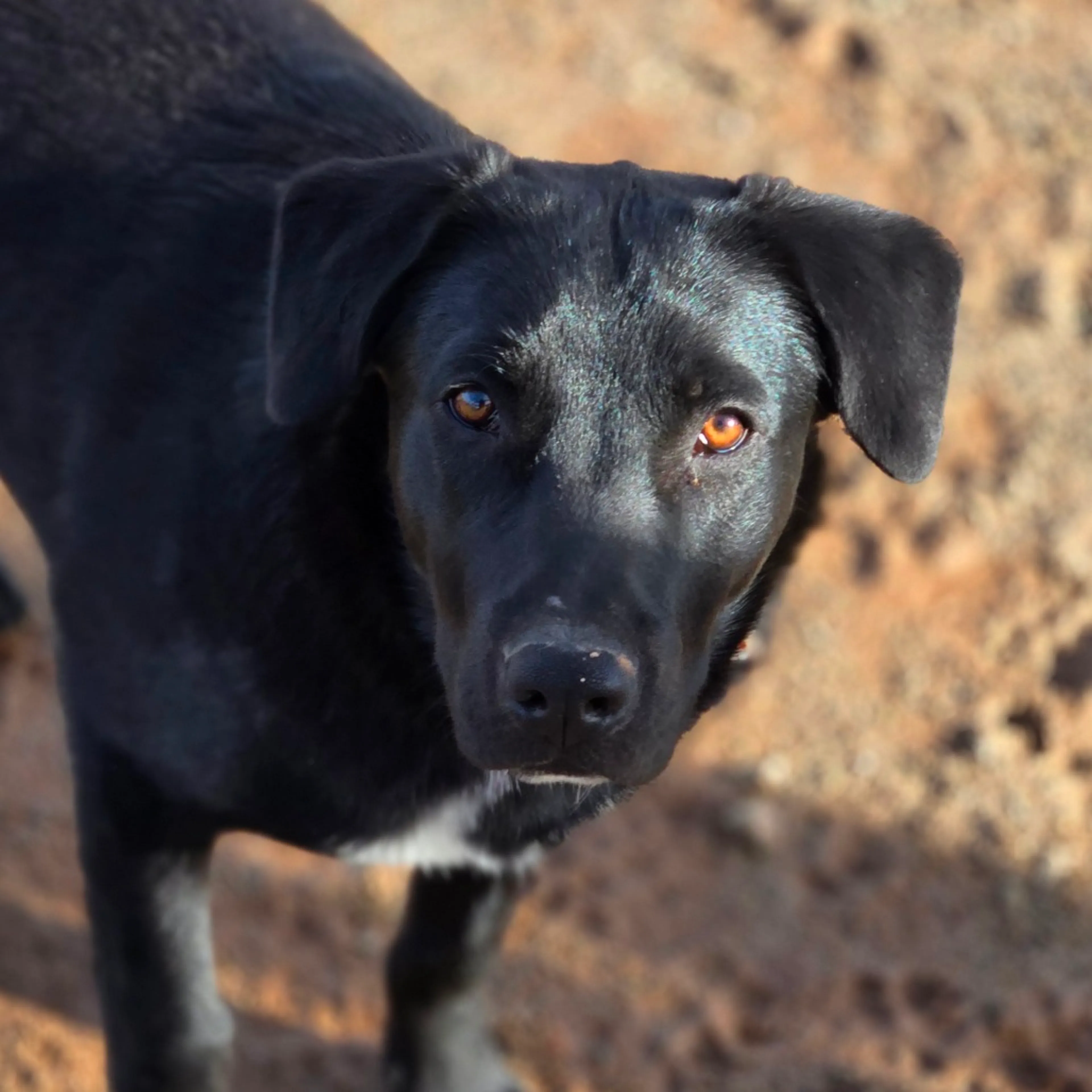Found pet-30